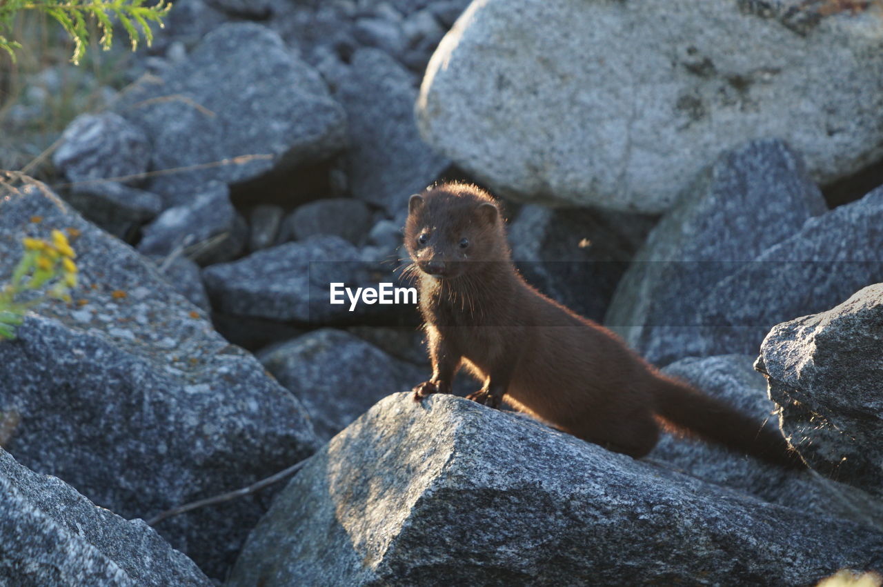 animal themes, animal, rock, animal wildlife, wildlife, one animal, mammal, nature, no people, sea lion, day, outdoors, relaxation, sitting, focus on foreground, underwater