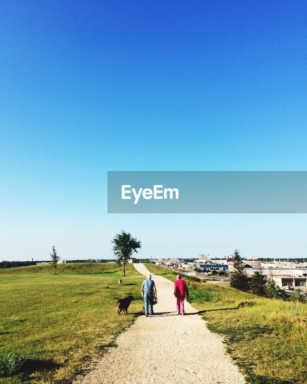 Rear view of man walking by dog on road against clear blue sky