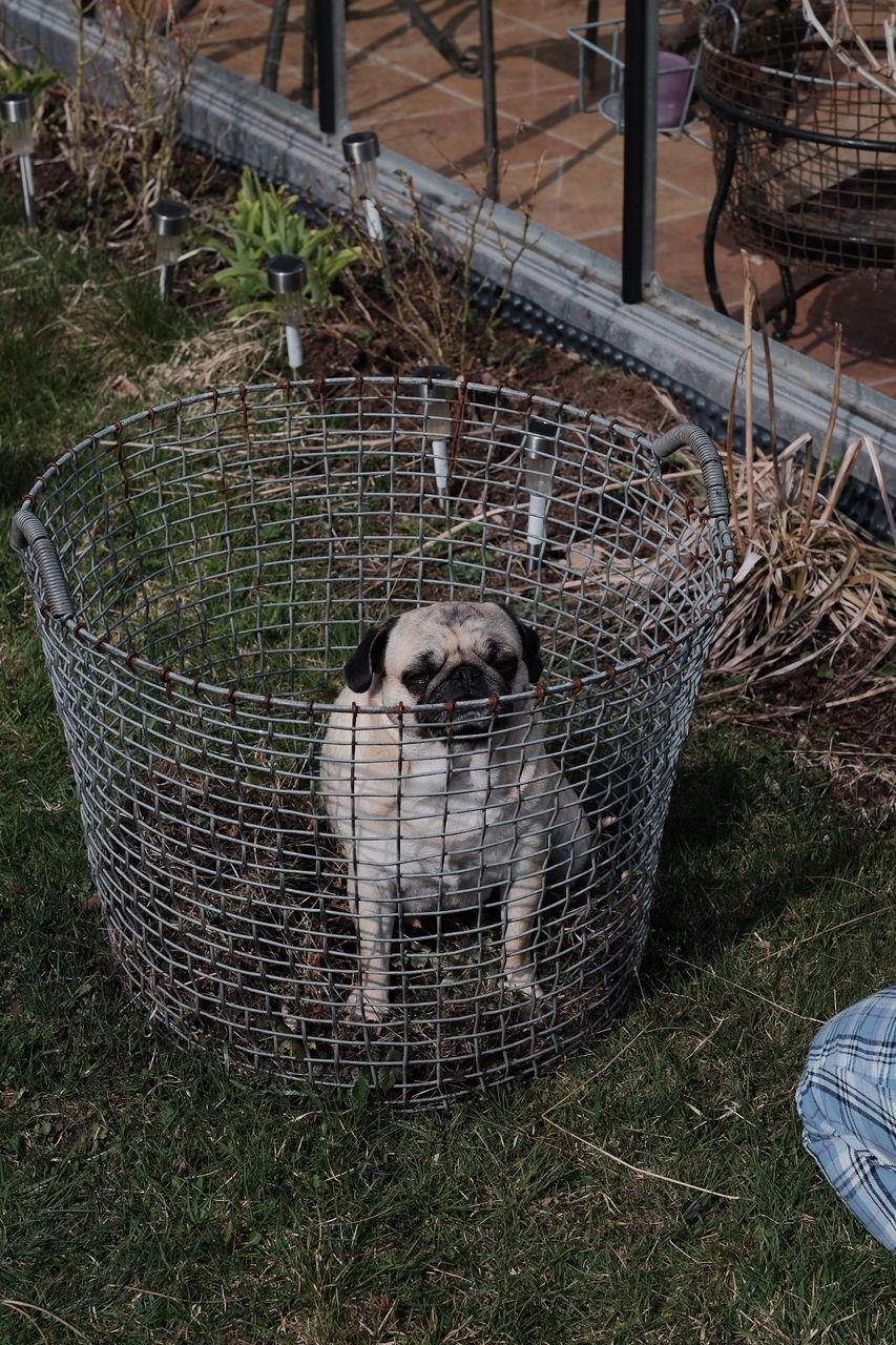 Close-up of dog in cage