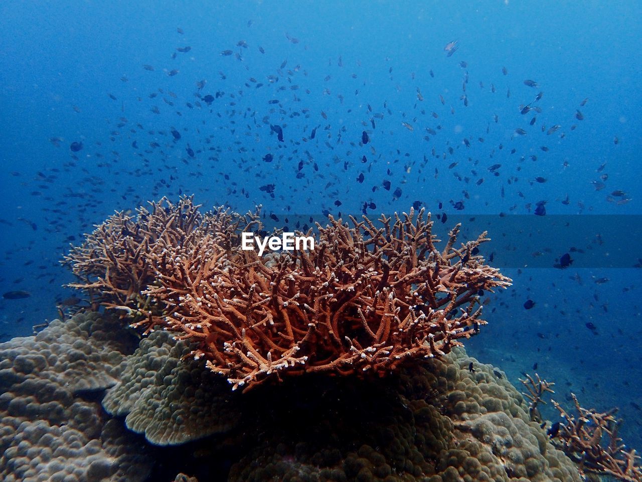 VIEW OF FISH SWIMMING IN SEA