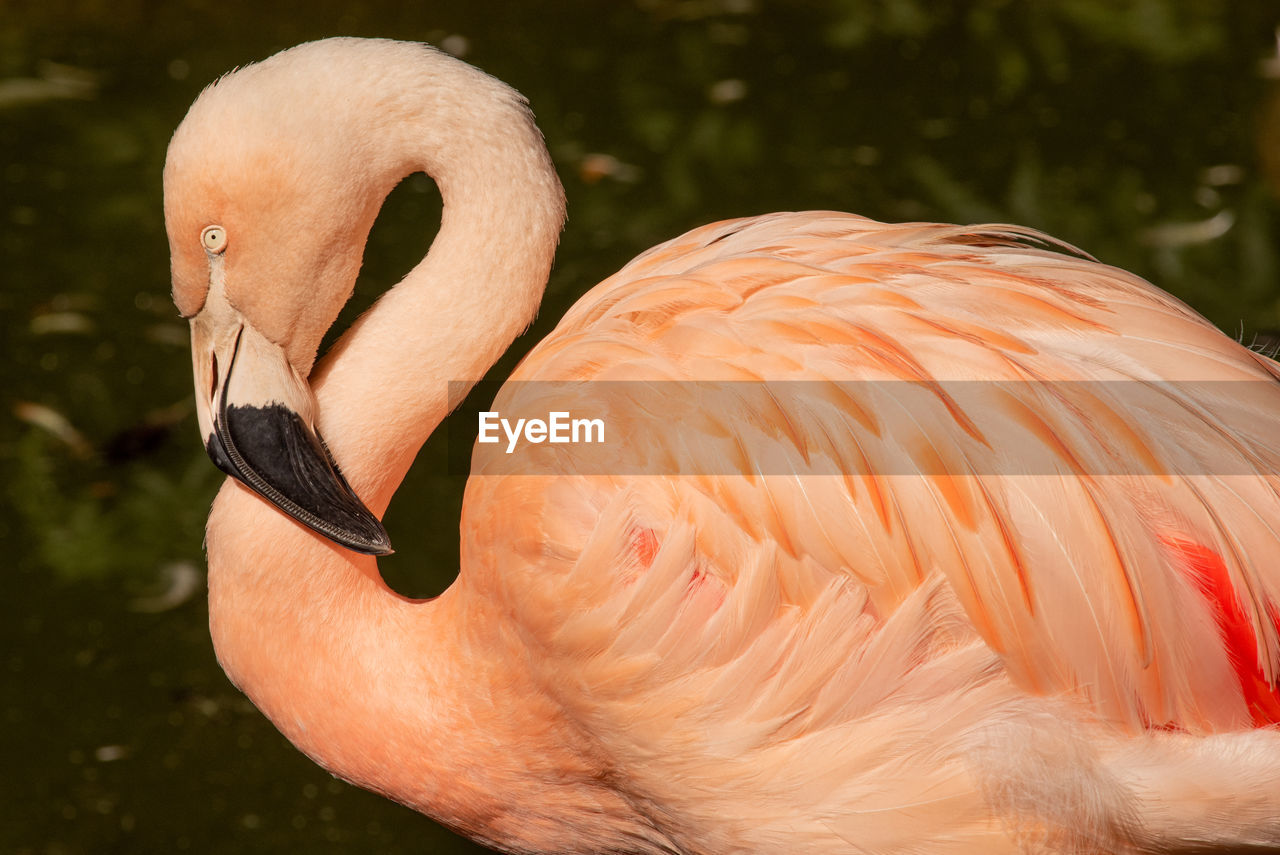 Chilean flamingo