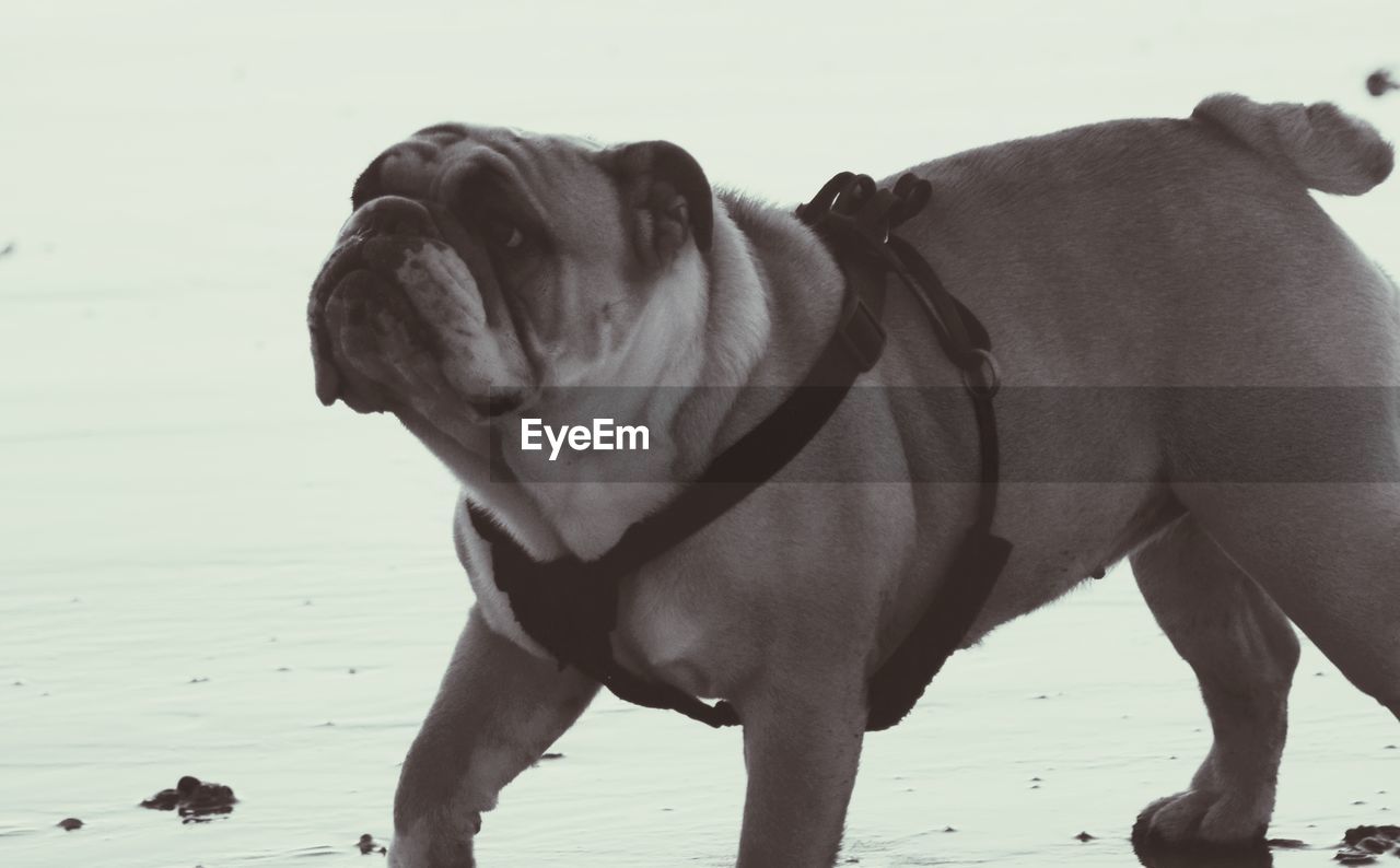 DOG STANDING ON BEACH