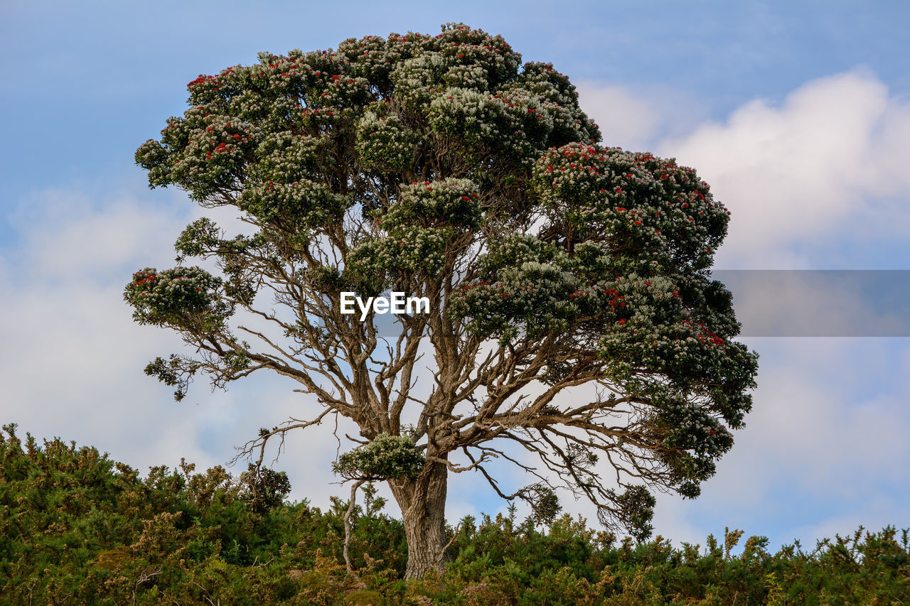 Low angle view of flower tree against sky