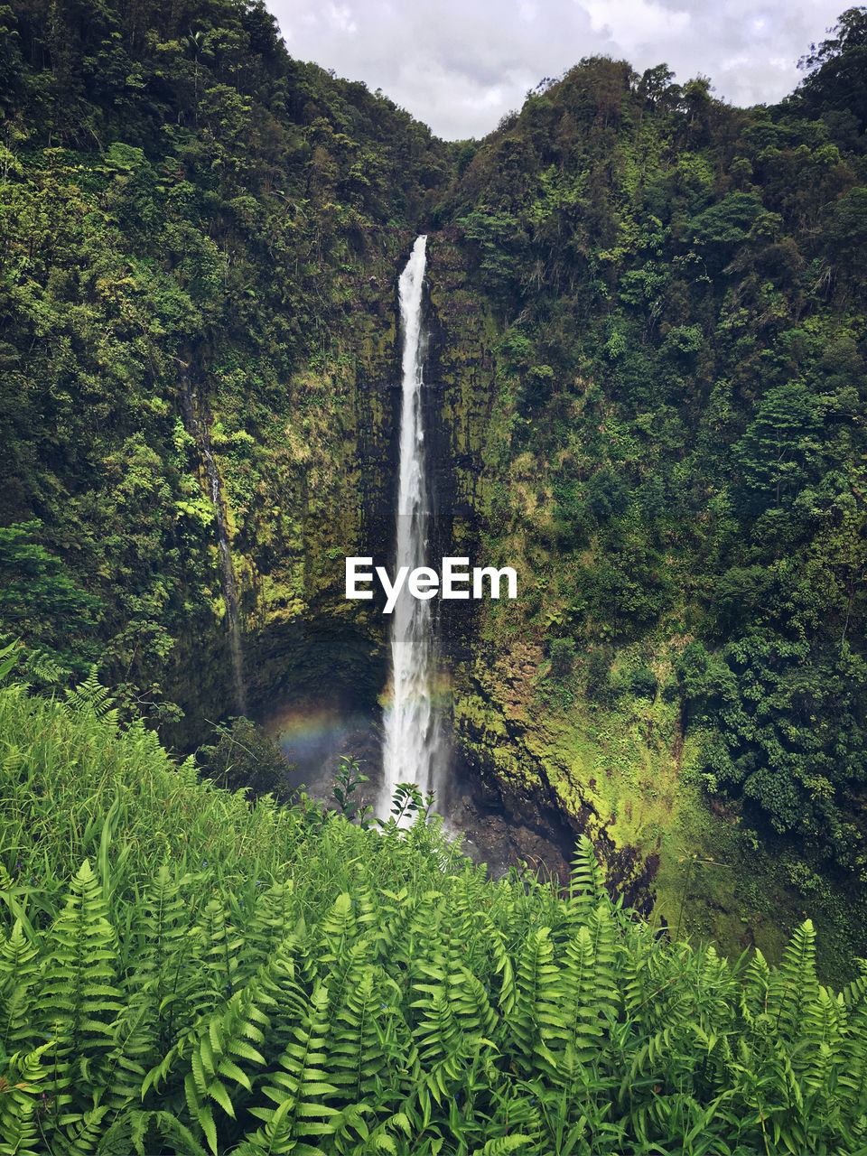 SCENIC VIEW OF WATERFALL IN FOREST AGAINST TREES