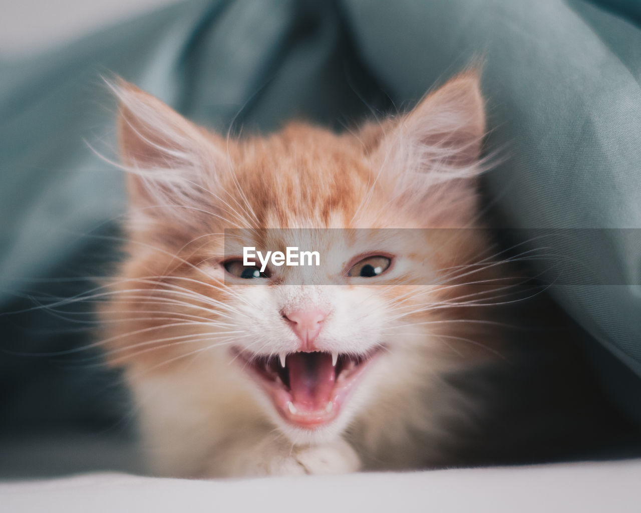 Close-up portrait of ginger cat