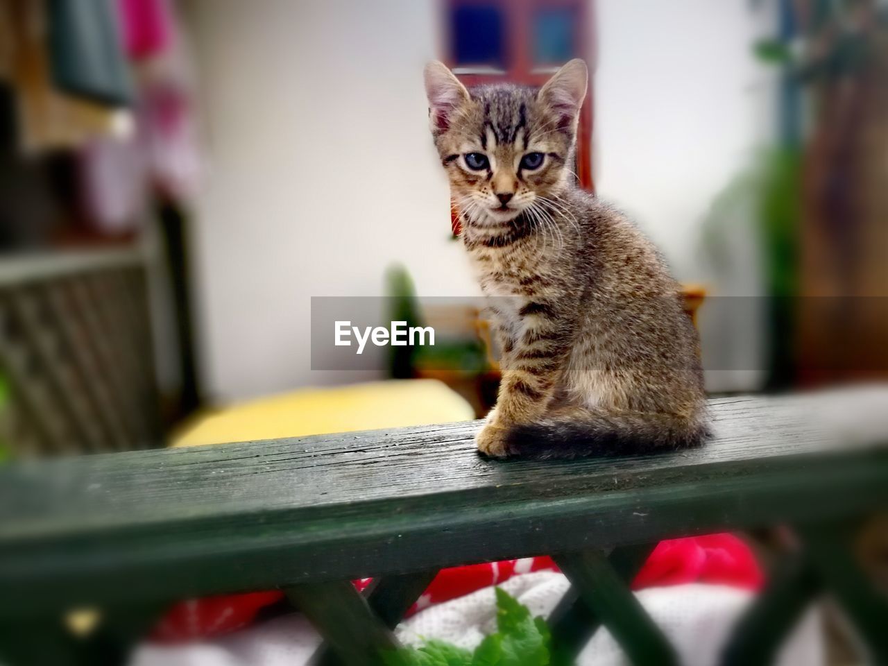 Close-up portrait of kitten sitting on railing