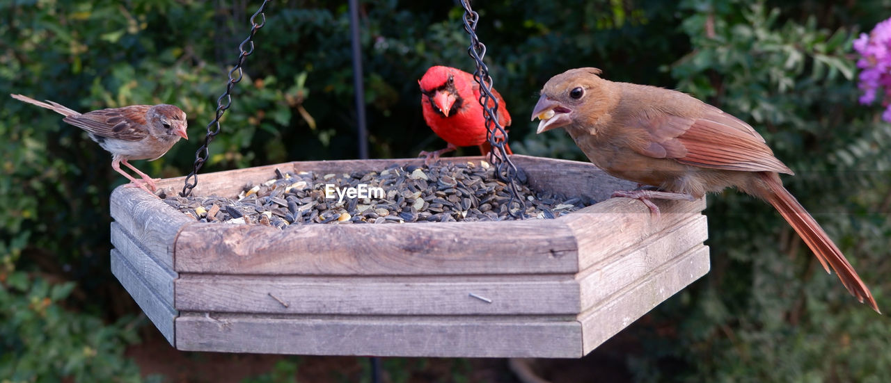 CLOSE-UP OF BIRDS PERCHING ON WOOD IN A CONTAINER