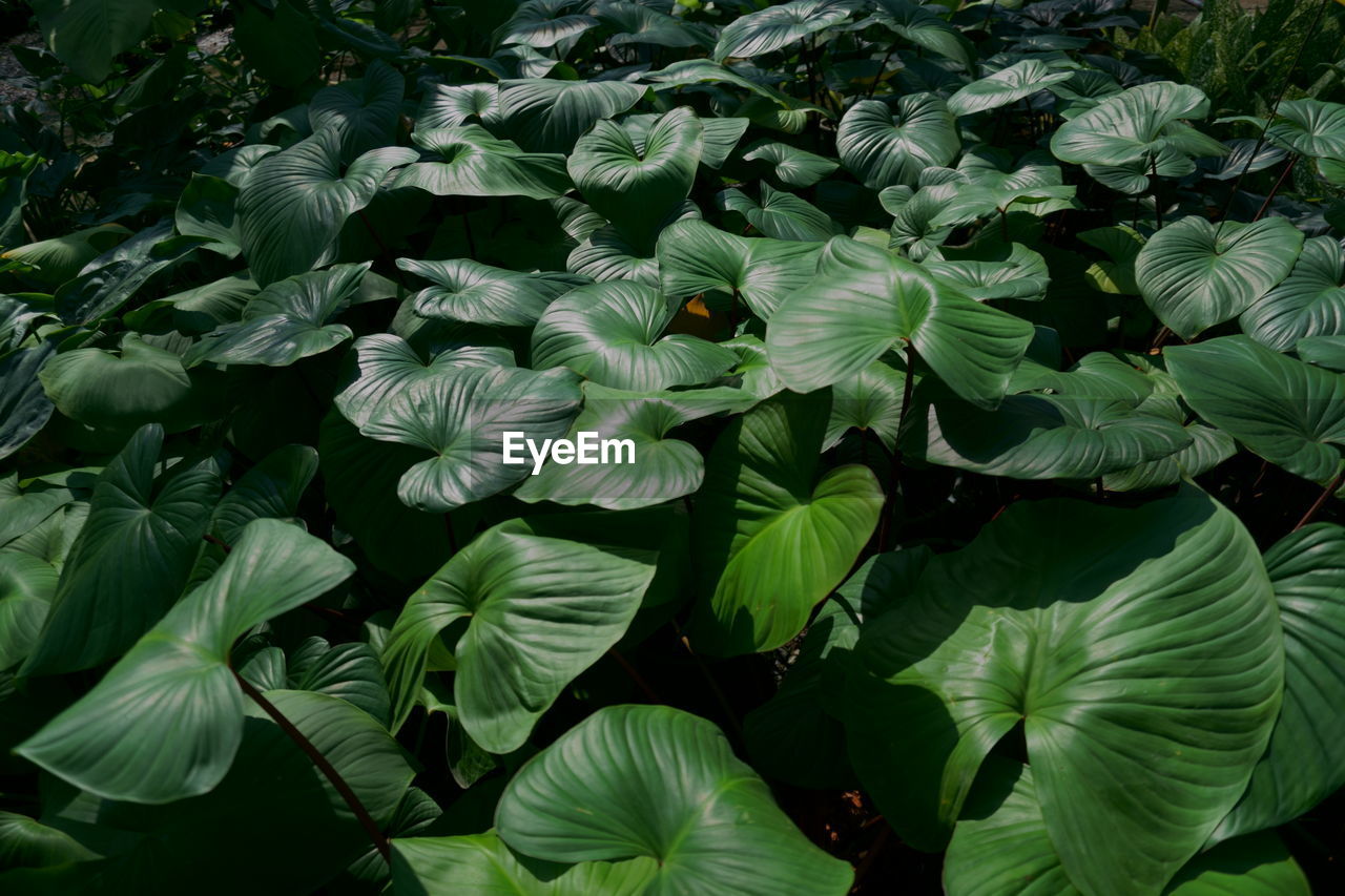 High angle view of flowering plant leaves