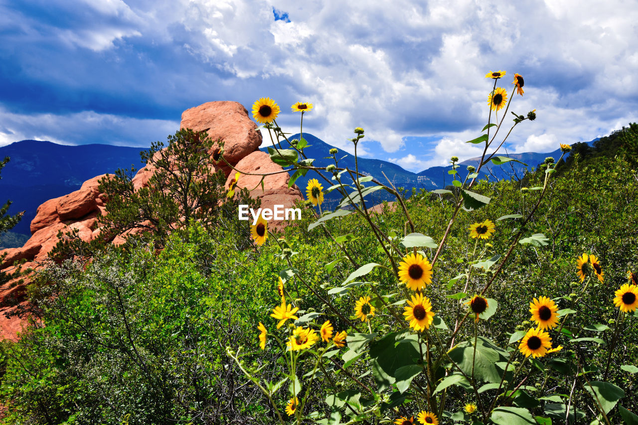 Close-up of yellow flowers against sky