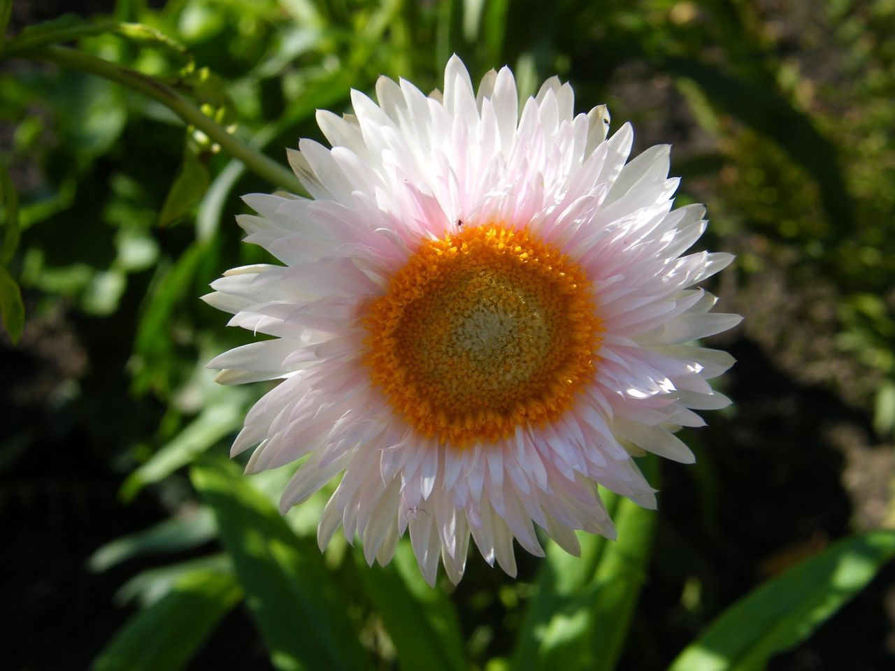 Close-up of flowers