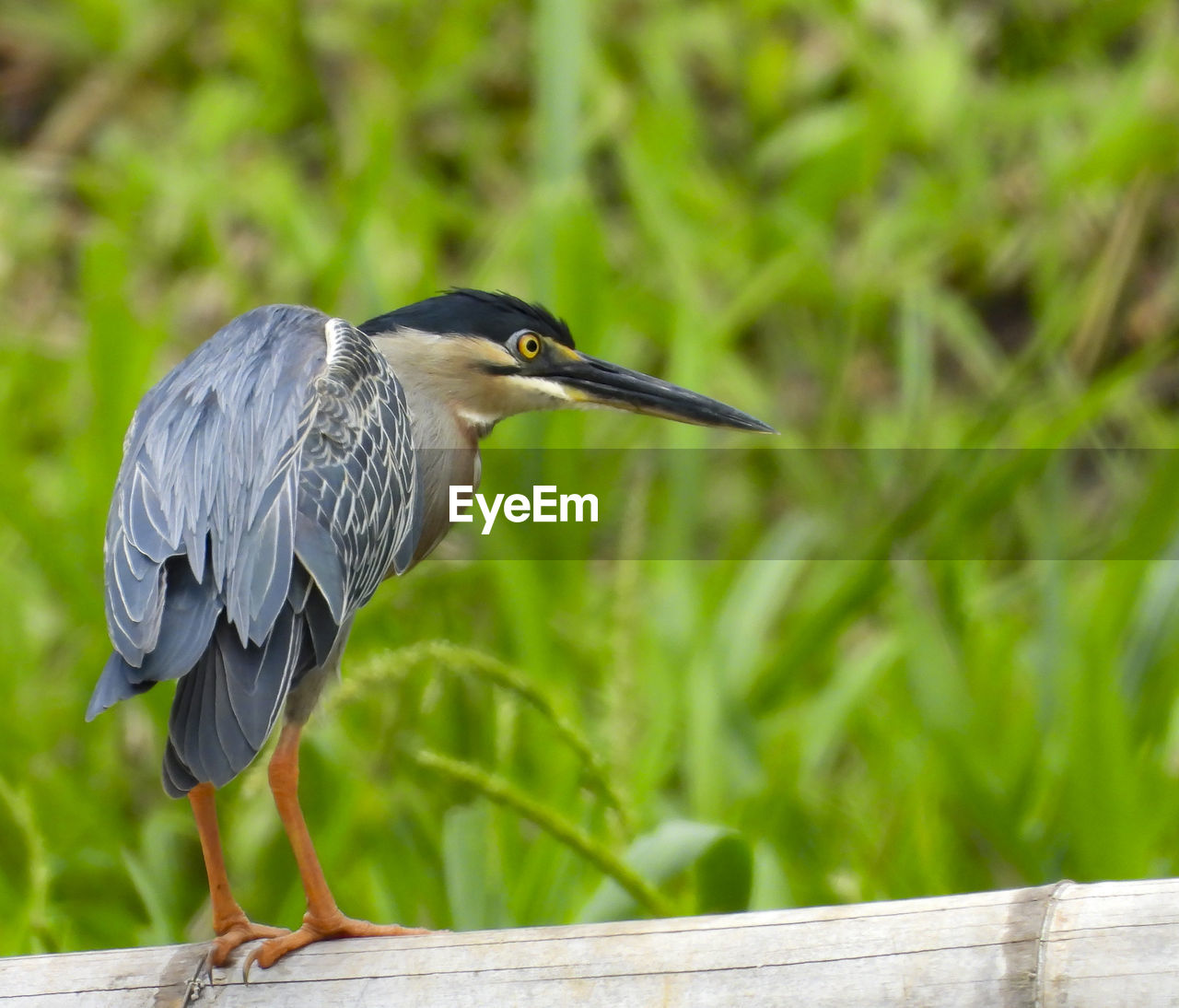 GRAY HERON PERCHING ON RAILING