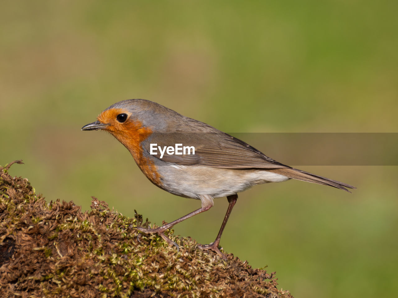 CLOSE-UP OF BIRD PERCHING