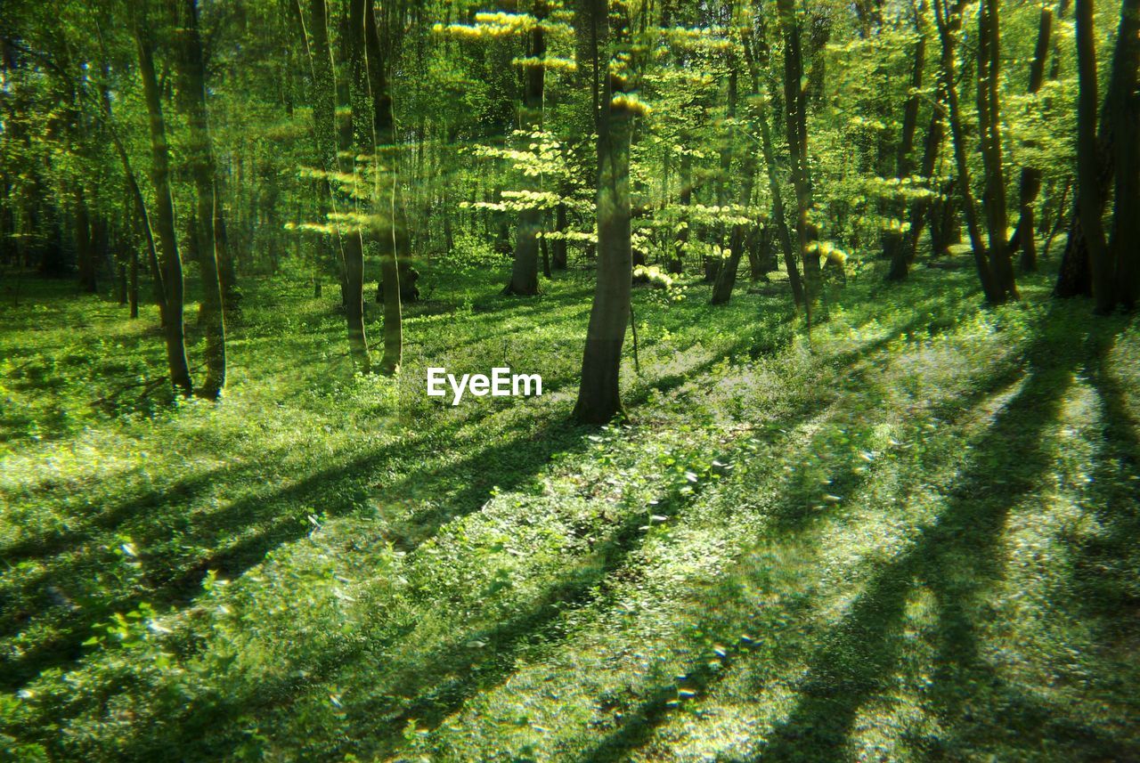 TREES GROWING IN FOREST