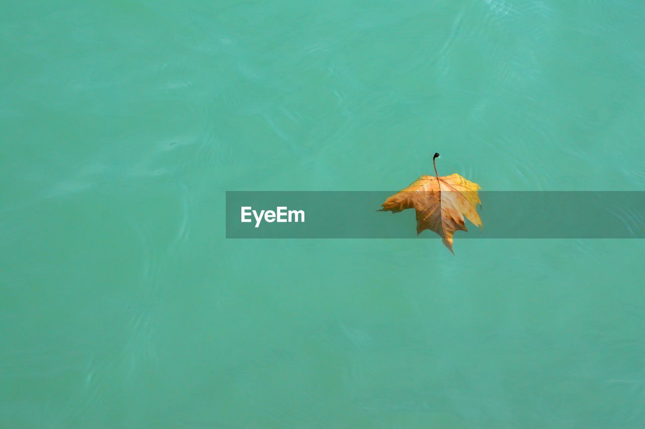 High angle view of leaf floating on lake