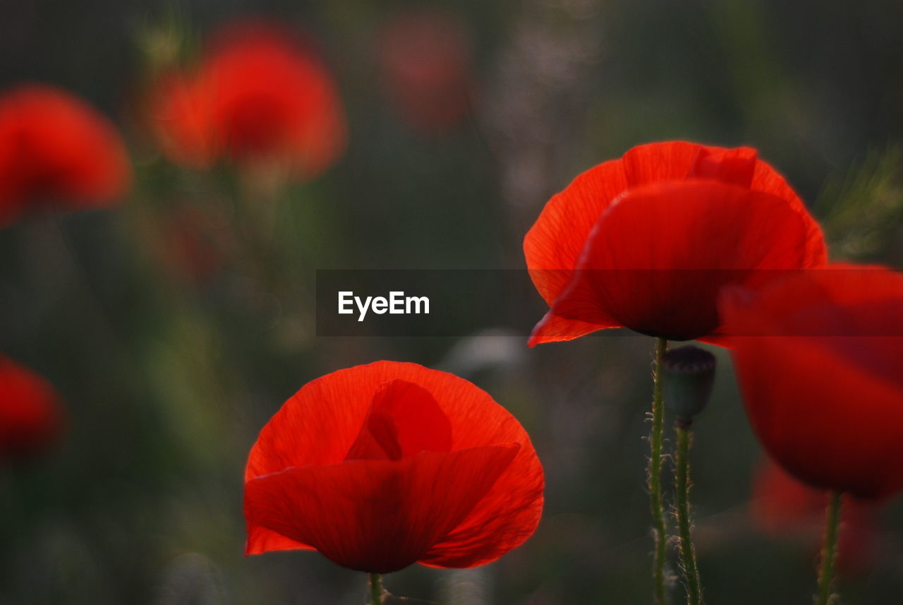 Close-up of red poppy tulip