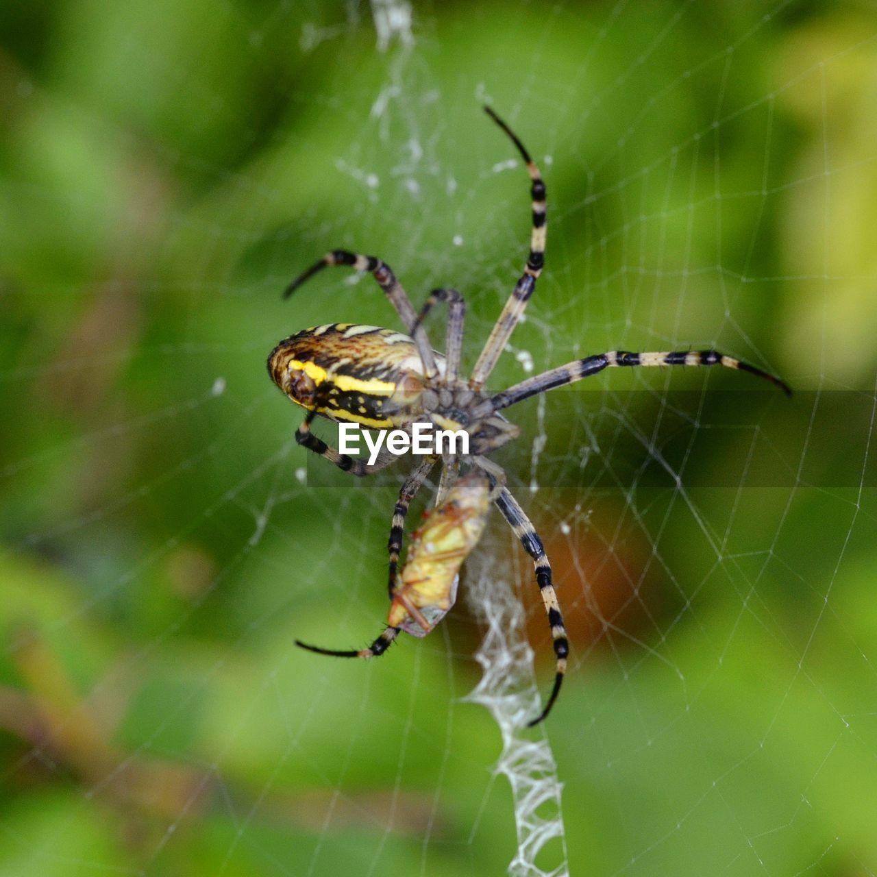 CLOSE-UP OF SPIDER