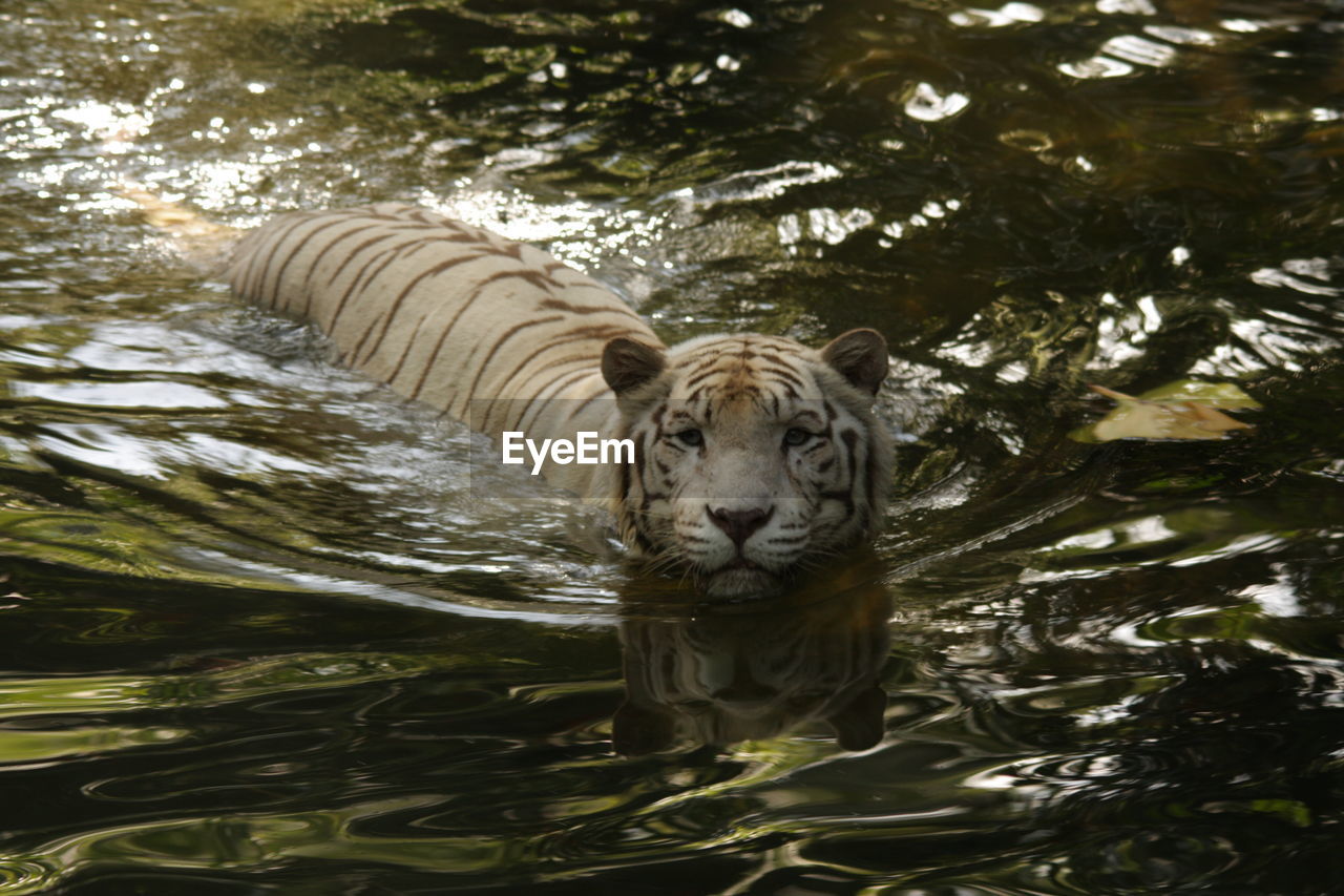 VIEW OF LION DRINKING WATER