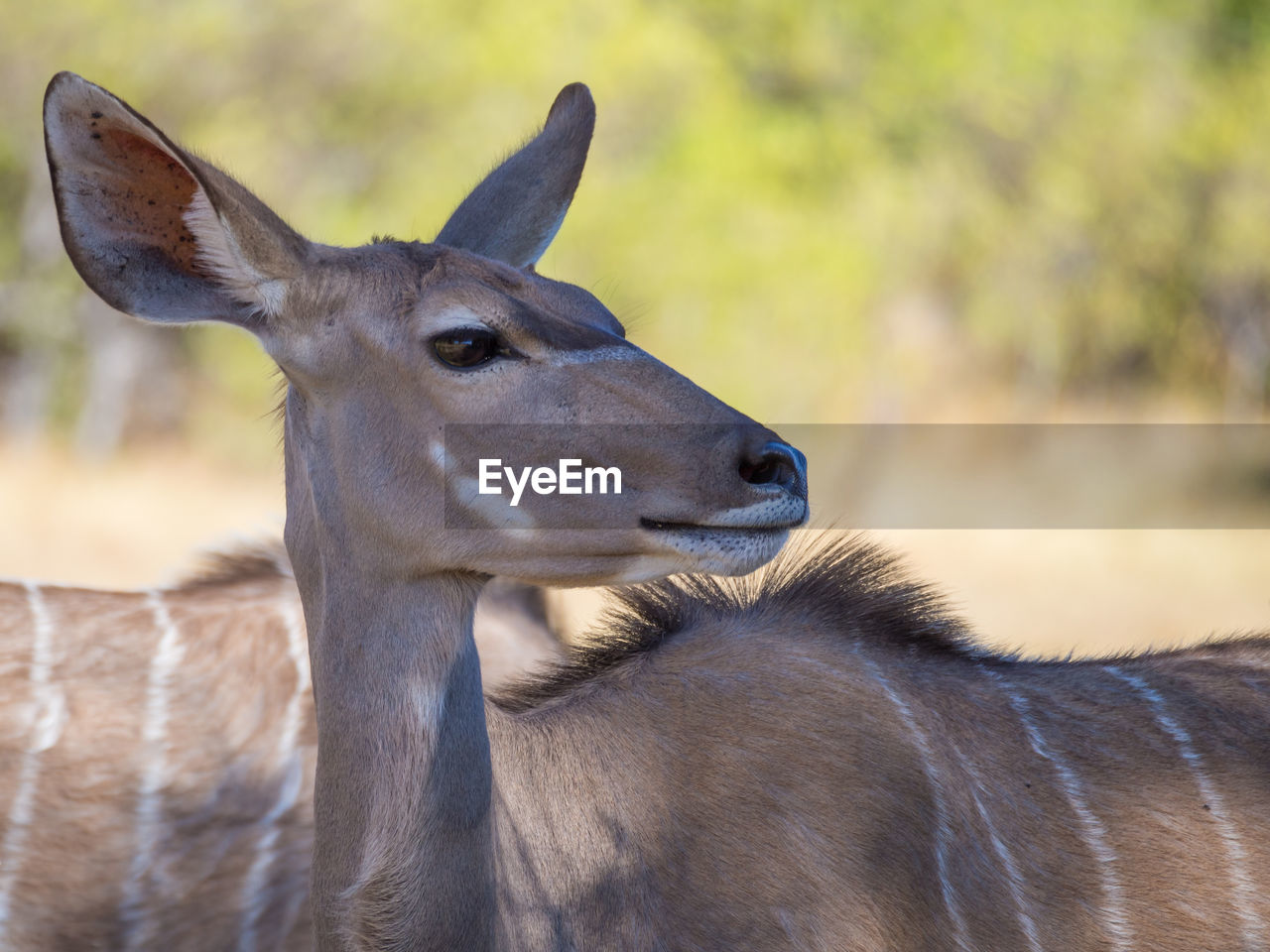 Close-up portrait of female greater kudu, moremi game reserve, botswana