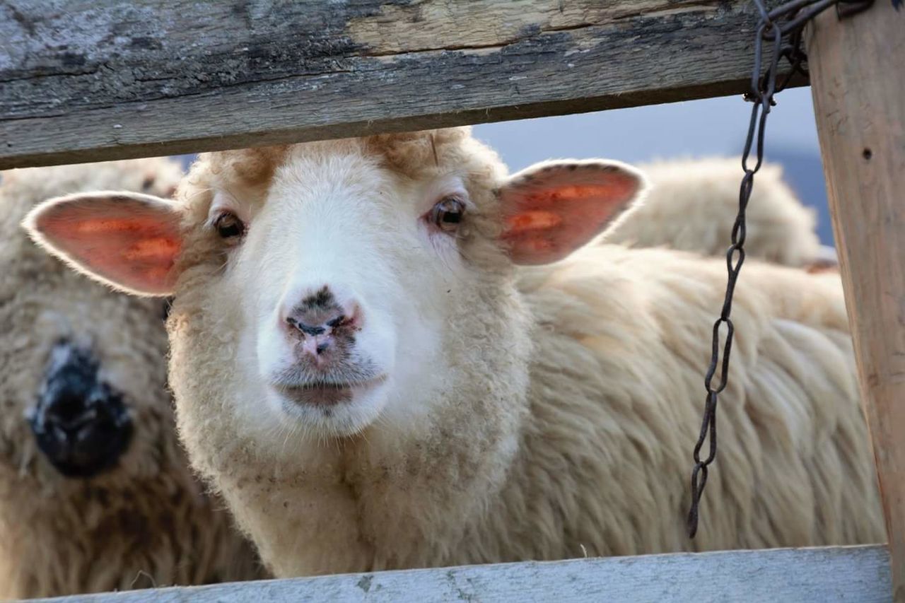 CLOSE-UP PORTRAIT OF SHEEP ON FARM