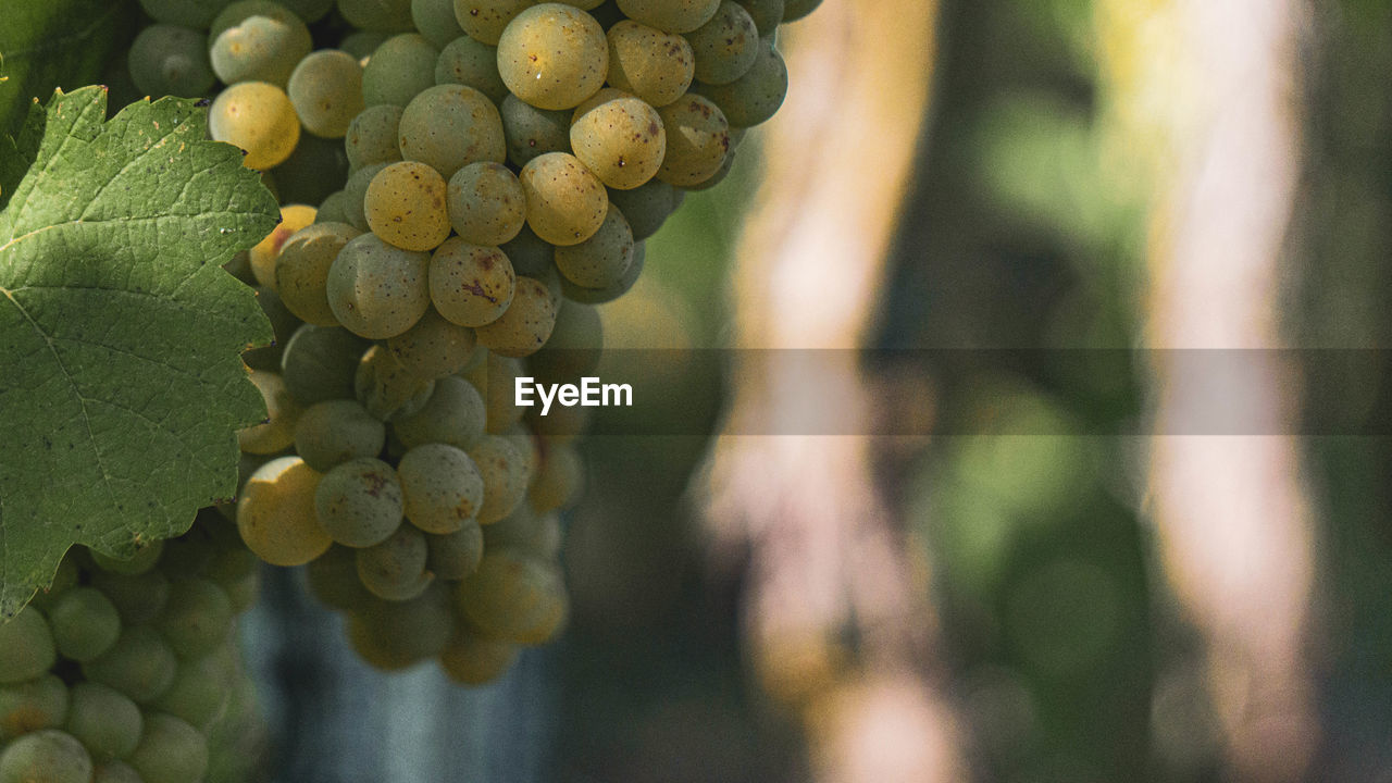 Close-up of grapes growing in vineyard