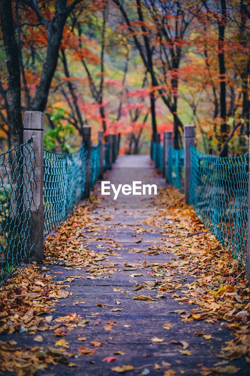 FOOTPATH LEADING TO FOREST