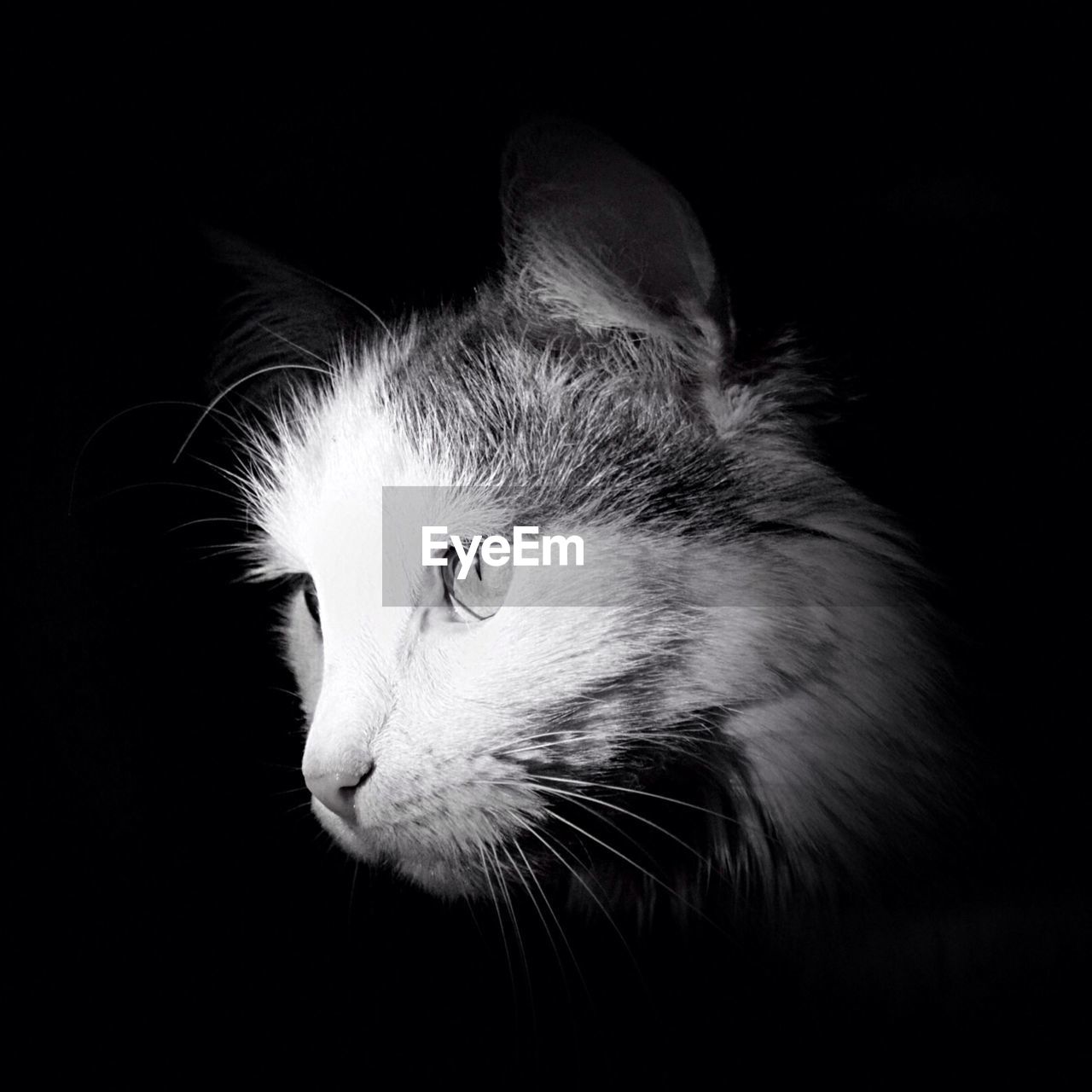 Close-up of cat against black background