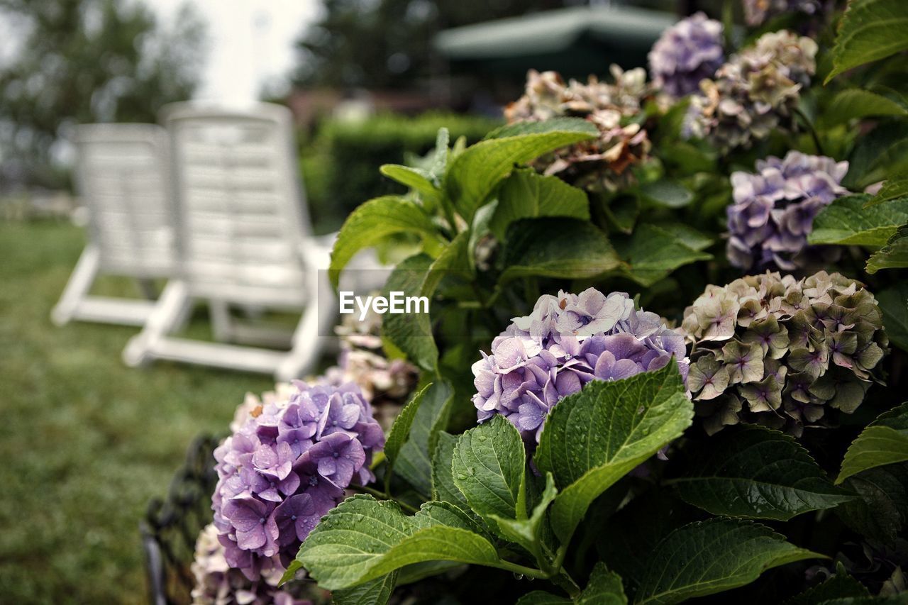 Close-up of purple hydrangea flowering plants in garden. 