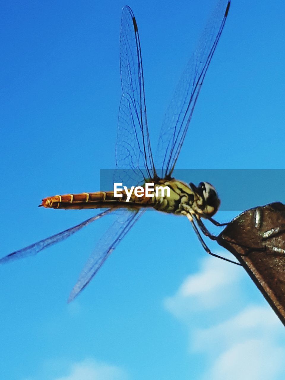 CLOSE-UP OF DRAGONFLY AGAINST BLUE SKY