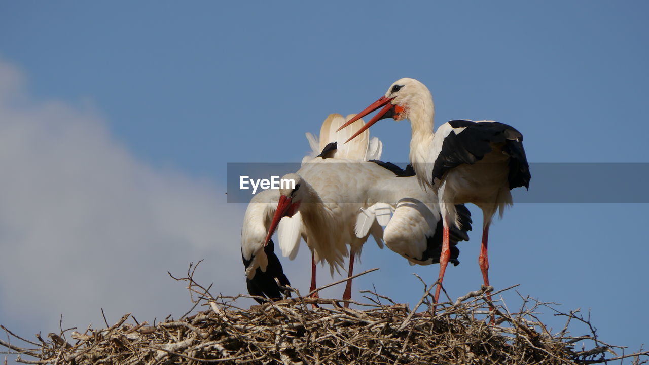Posing stork during mating season in nest