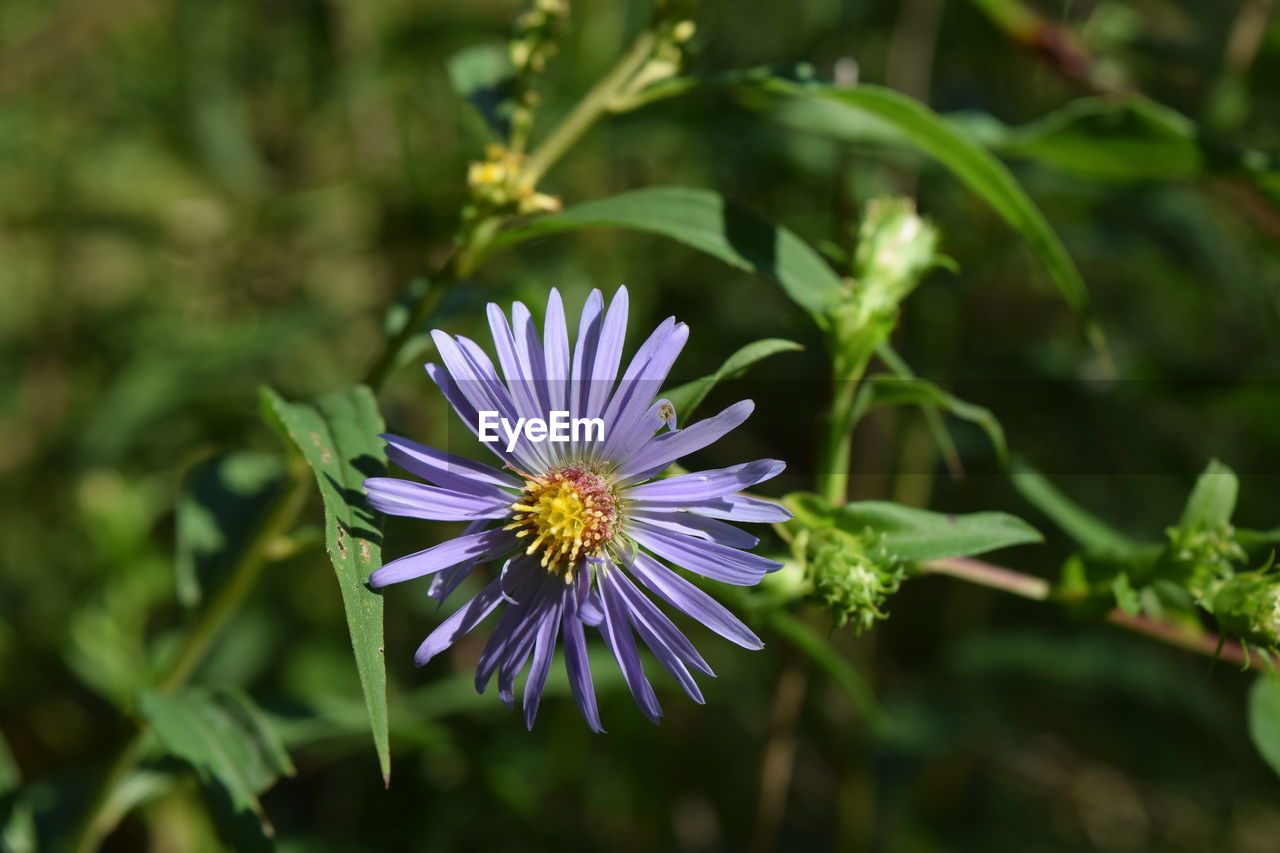 CLOSE-UP OF PURPLE FLOWER AGAINST BLURRED BACKGROUND