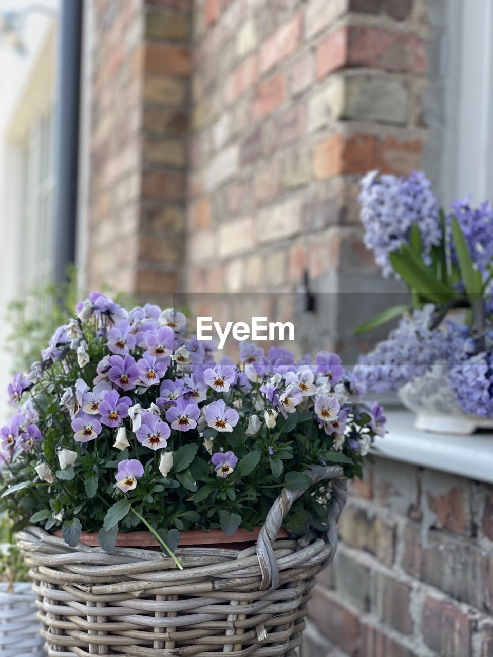 flowering plant, flower, plant, basket, freshness, nature, container, architecture, day, beauty in nature, no people, building exterior, fragility, bouquet, purple, focus on foreground, wicker, outdoors, lavender, built structure, growth, window, wall, lilac, brick wall, brick, spring, close-up, flowerpot, flower head, building, potted plant, flower arrangement, picnic basket