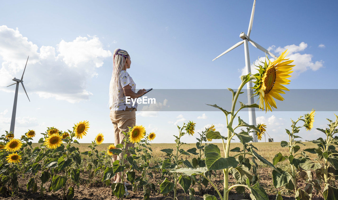 Young woman with tablet in field with sunflowers, wind turbines for green energy production, eco