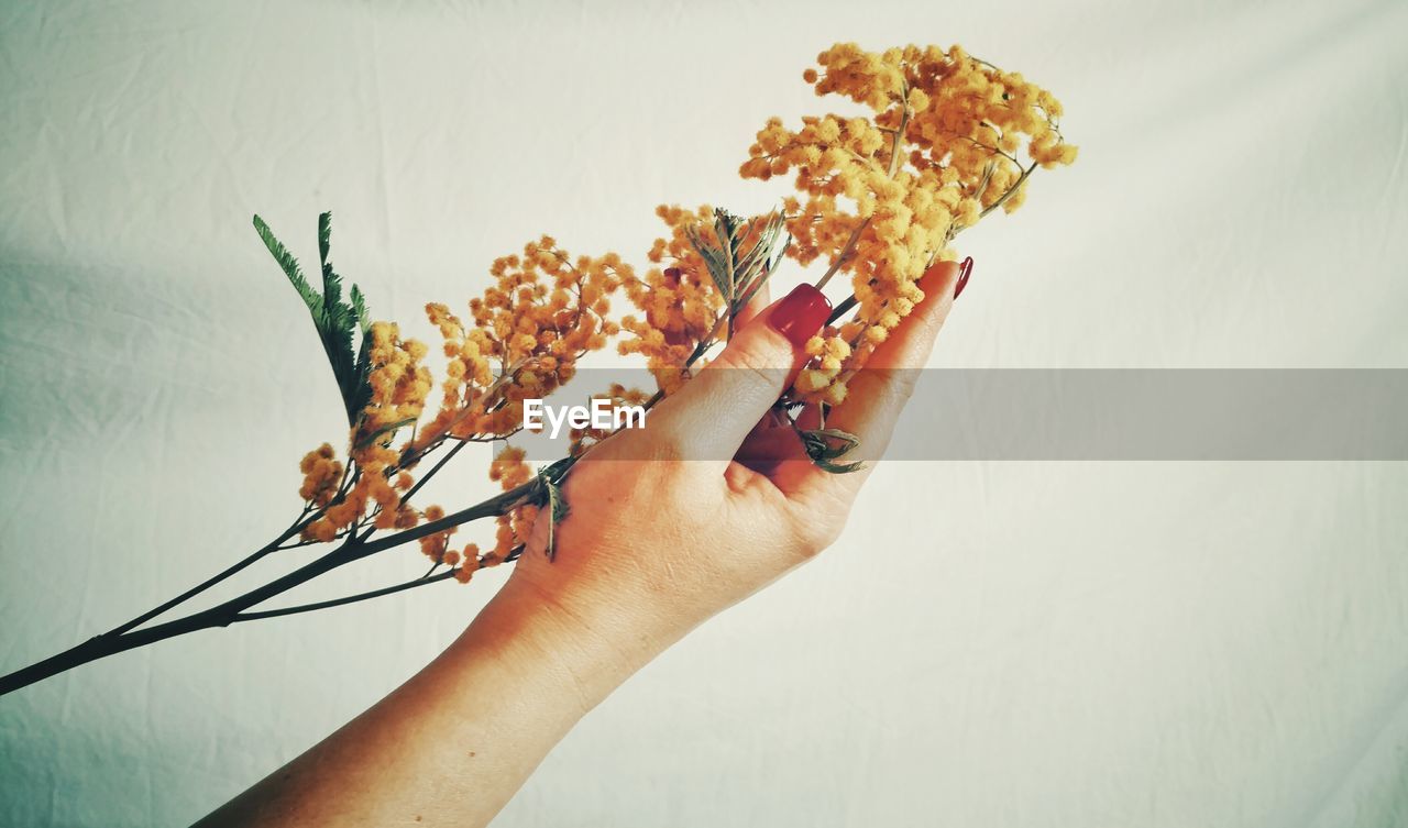 Close-up of hand holding flowers