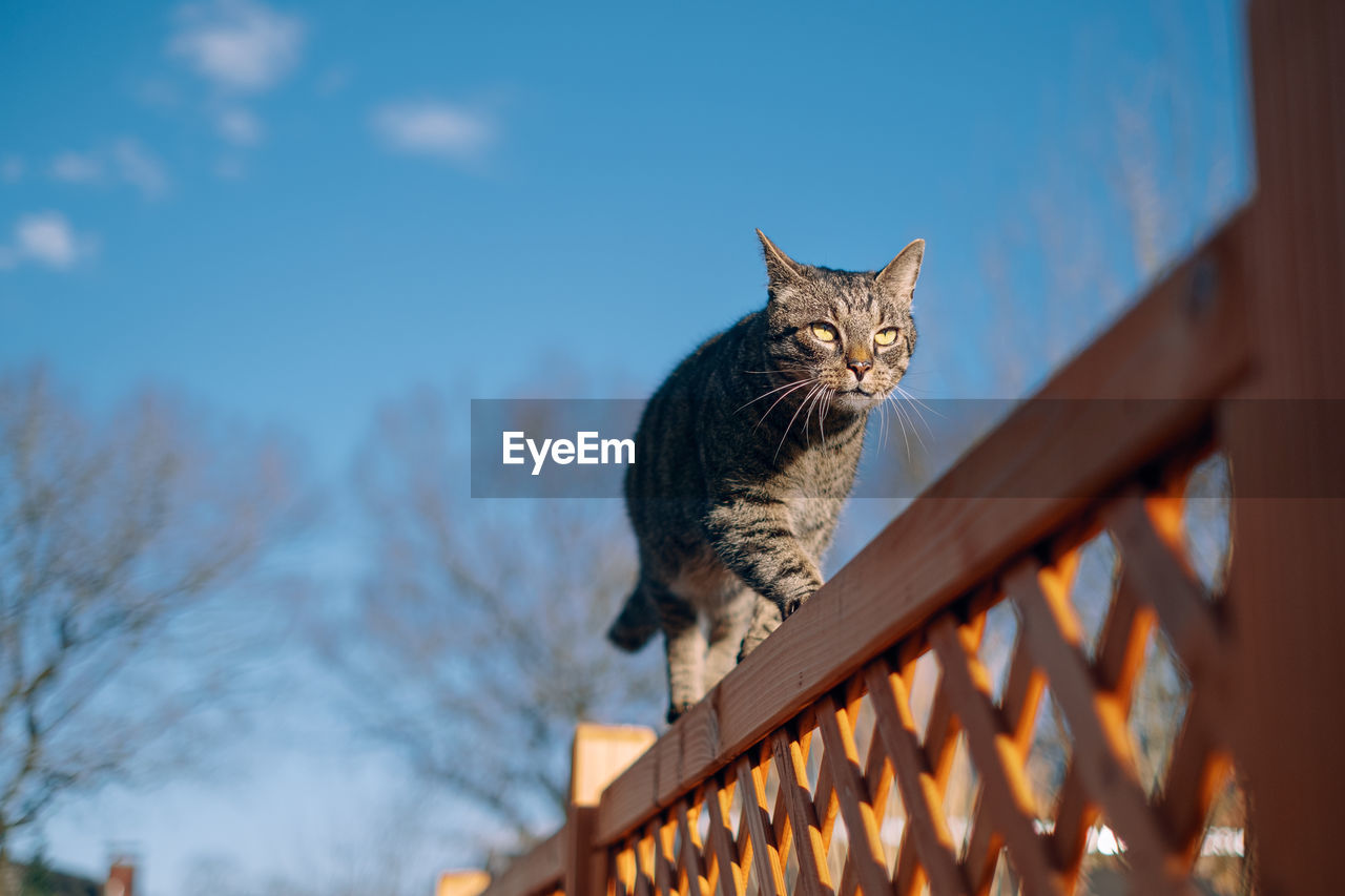 Cat walking on wooden fence against blue sky