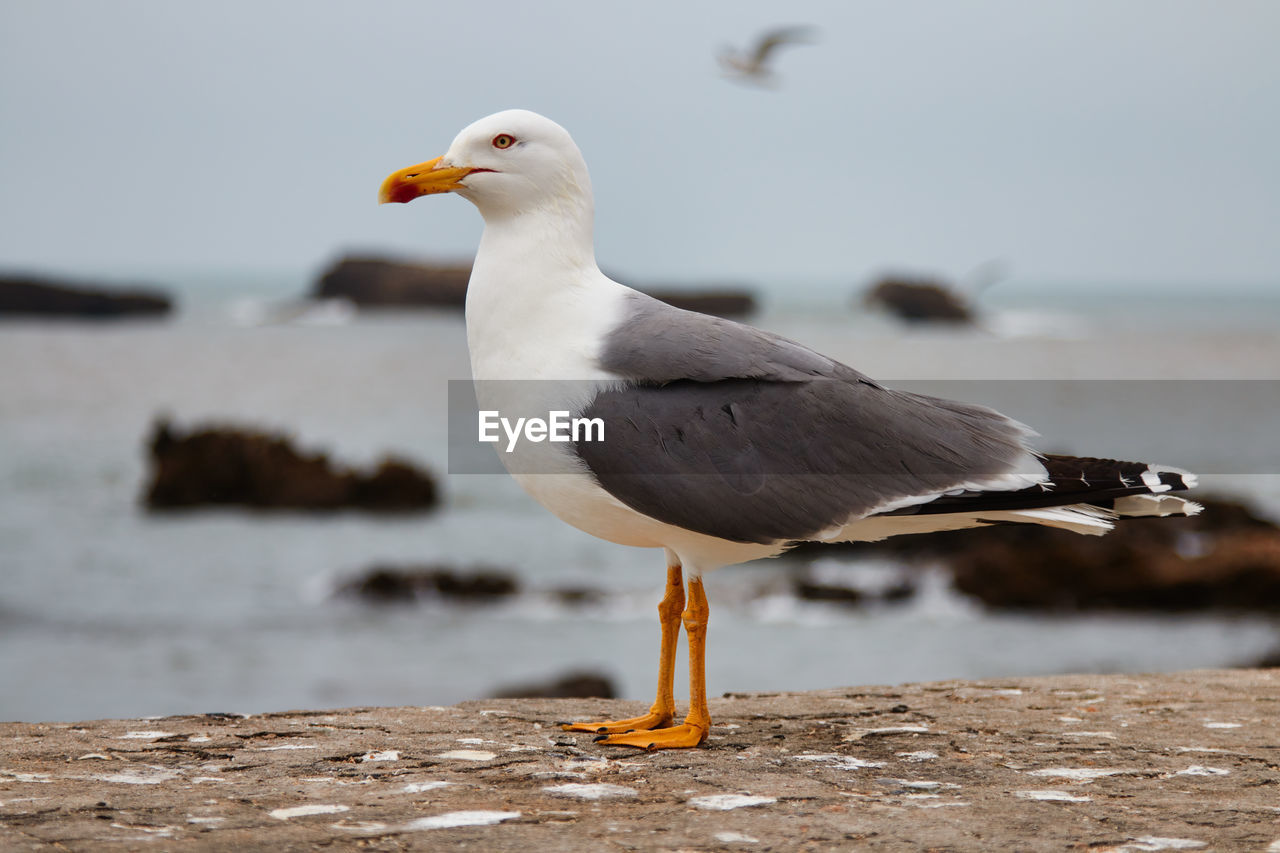 I take this photo with canon in essaouira beach 