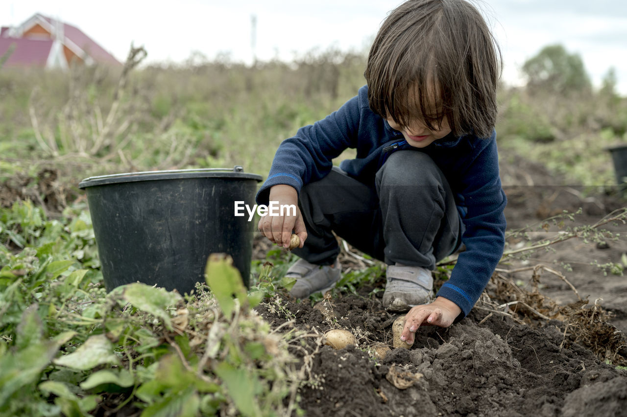 Boy picking up potatoes from soil in bucket at farm