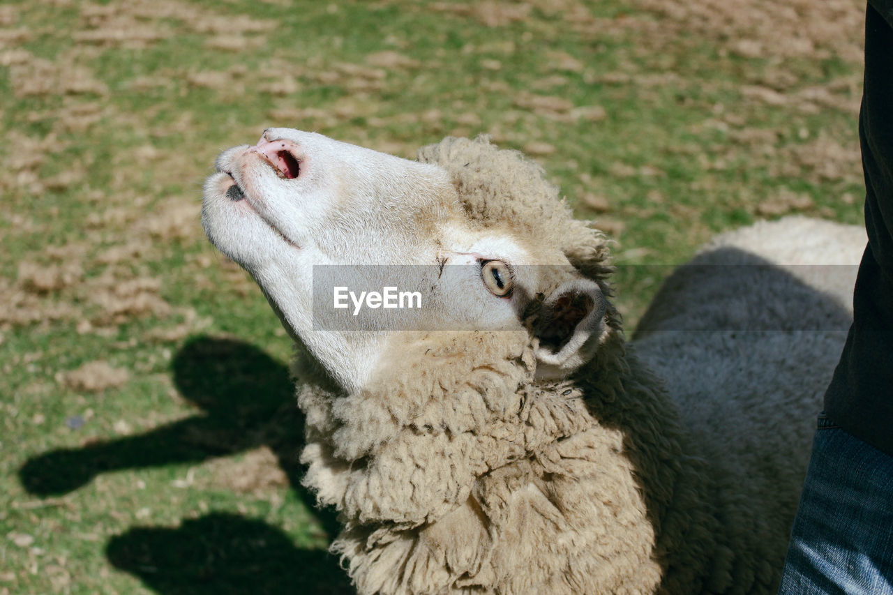 animal themes, animal, mammal, one animal, sheep, domestic animals, nature, pet, day, sunlight, grass, animal wildlife, focus on foreground, no people, outdoors, wildlife, animal body part, livestock, plant