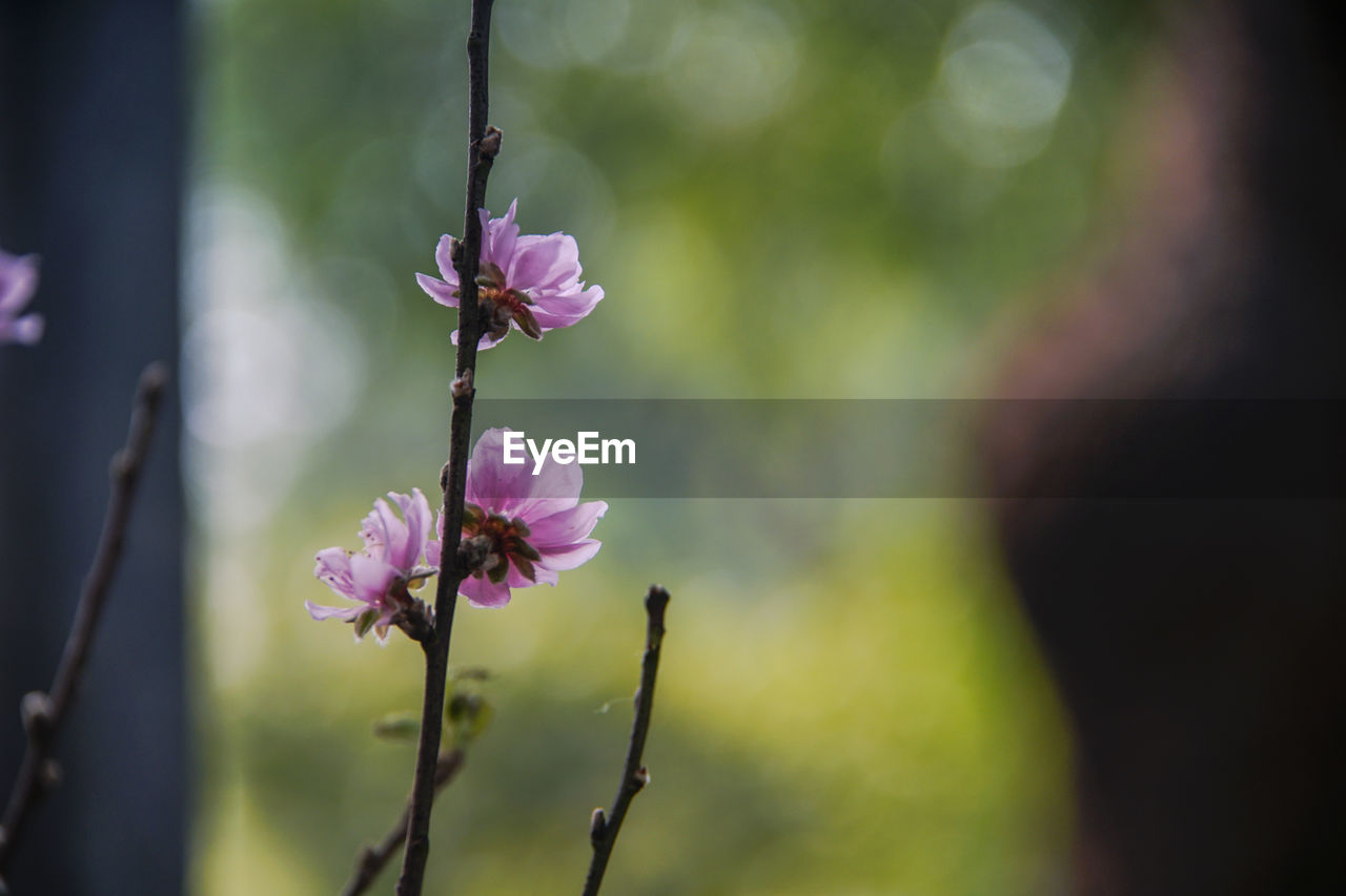 CLOSE-UP OF PINK FLOWERING PLANT AGAINST TREES