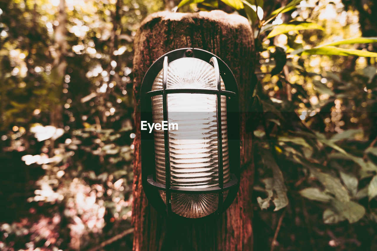 Close-up of electric lamp hanging on tree in forest