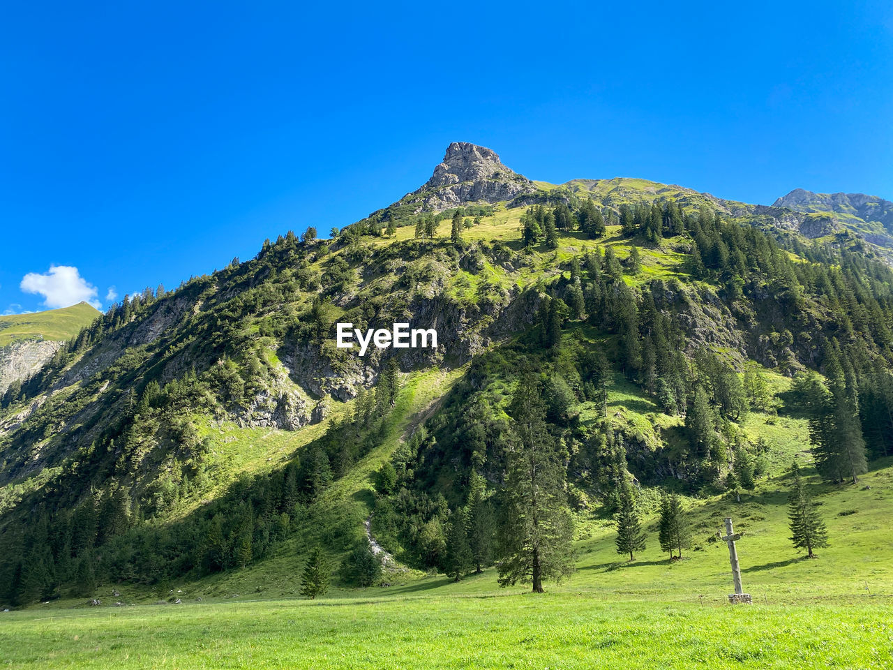 SCENIC VIEW OF TREES AGAINST CLEAR SKY