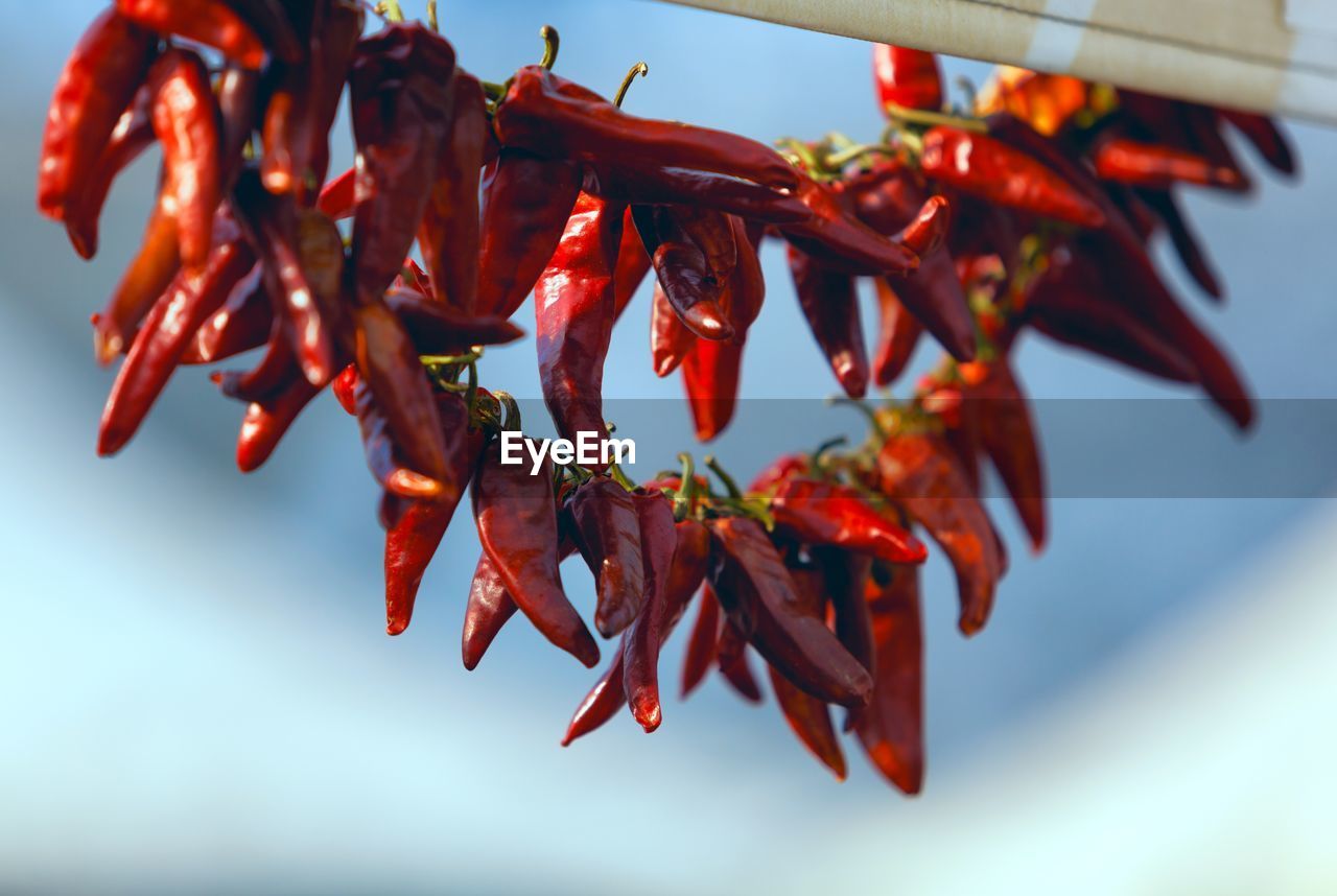 Red chili peppers hanging against sky