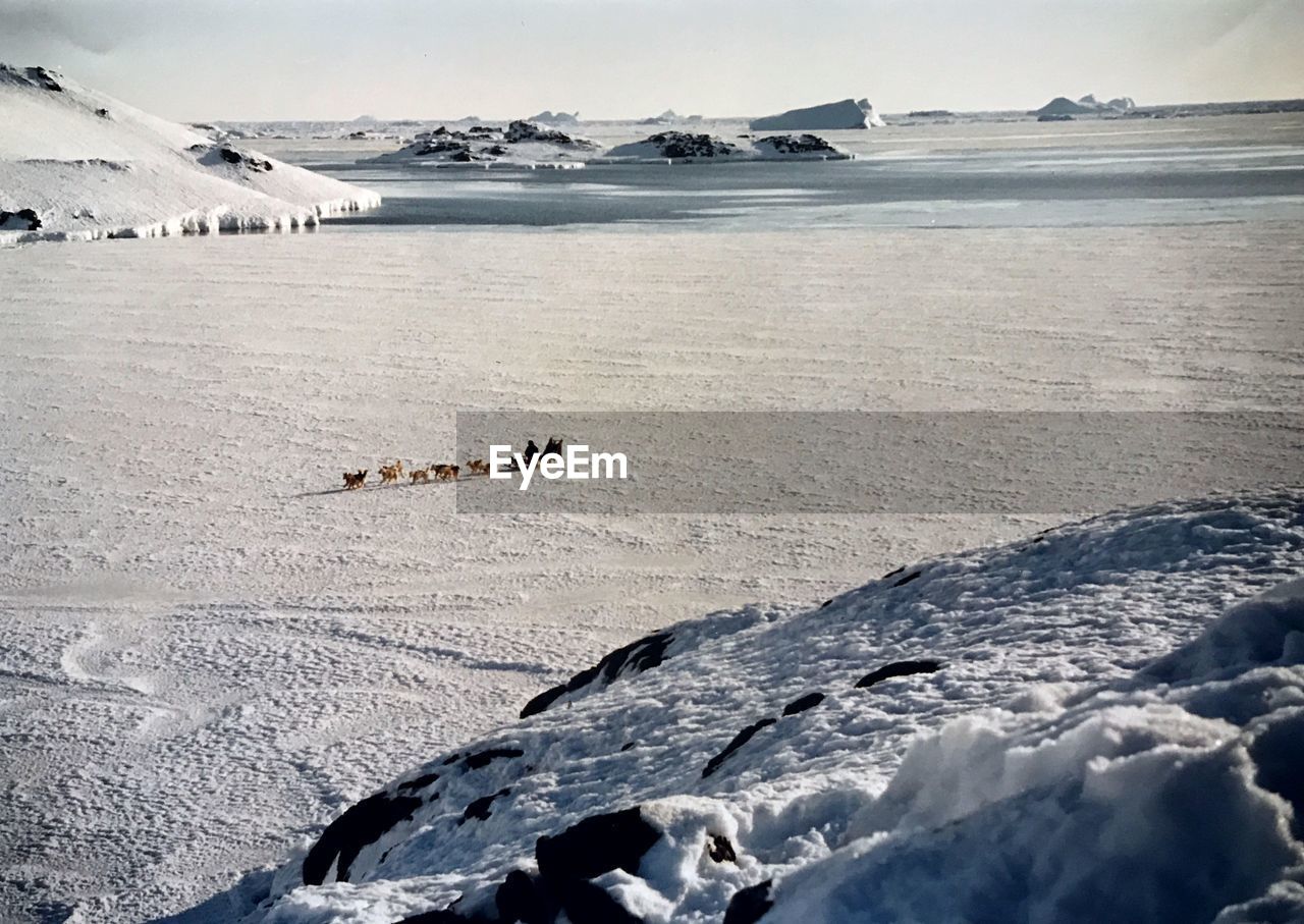 Scenic view of ice see and sled dog