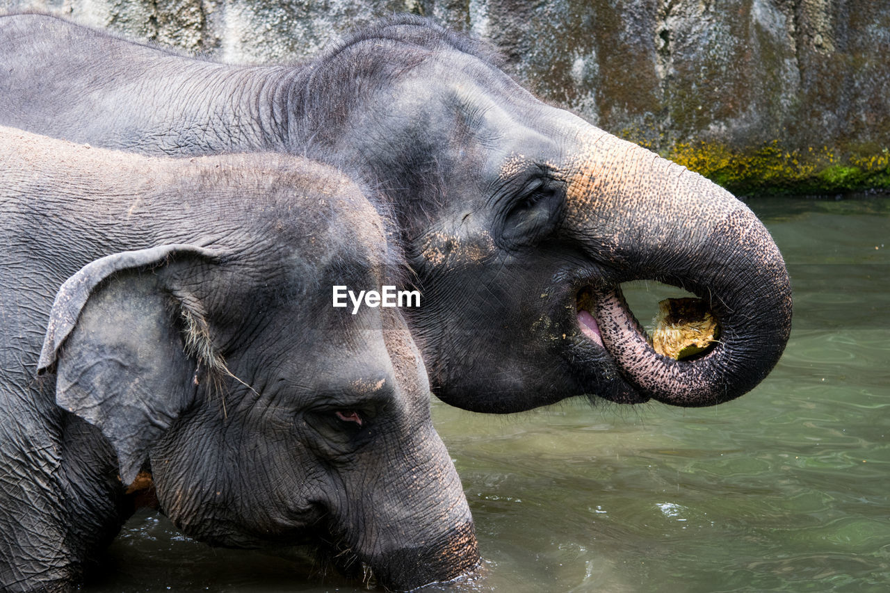 CLOSE-UP OF ELEPHANT OVER LAKE