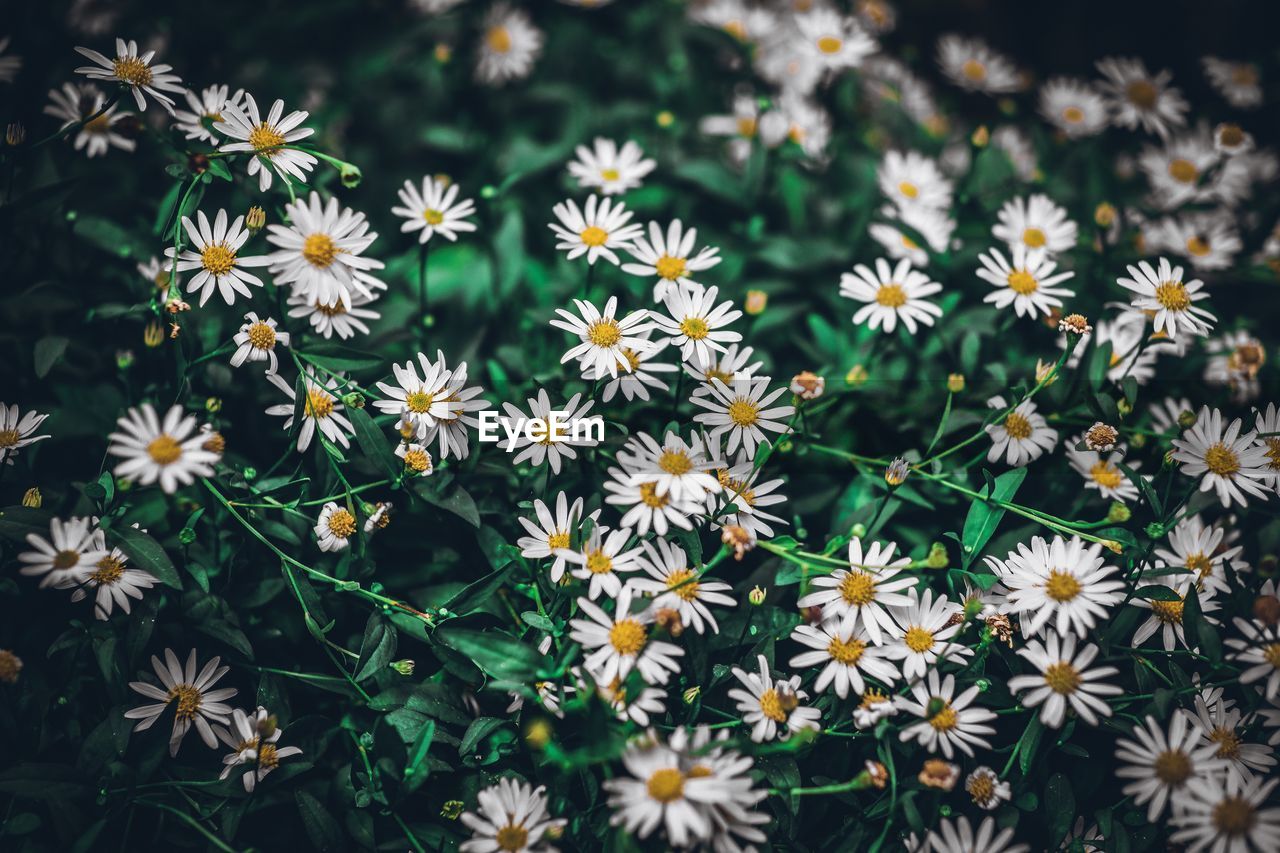 High angle view of white flowering plants