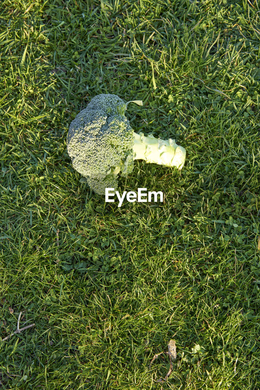 HIGH ANGLE VIEW OF MUSHROOMS ON FIELD