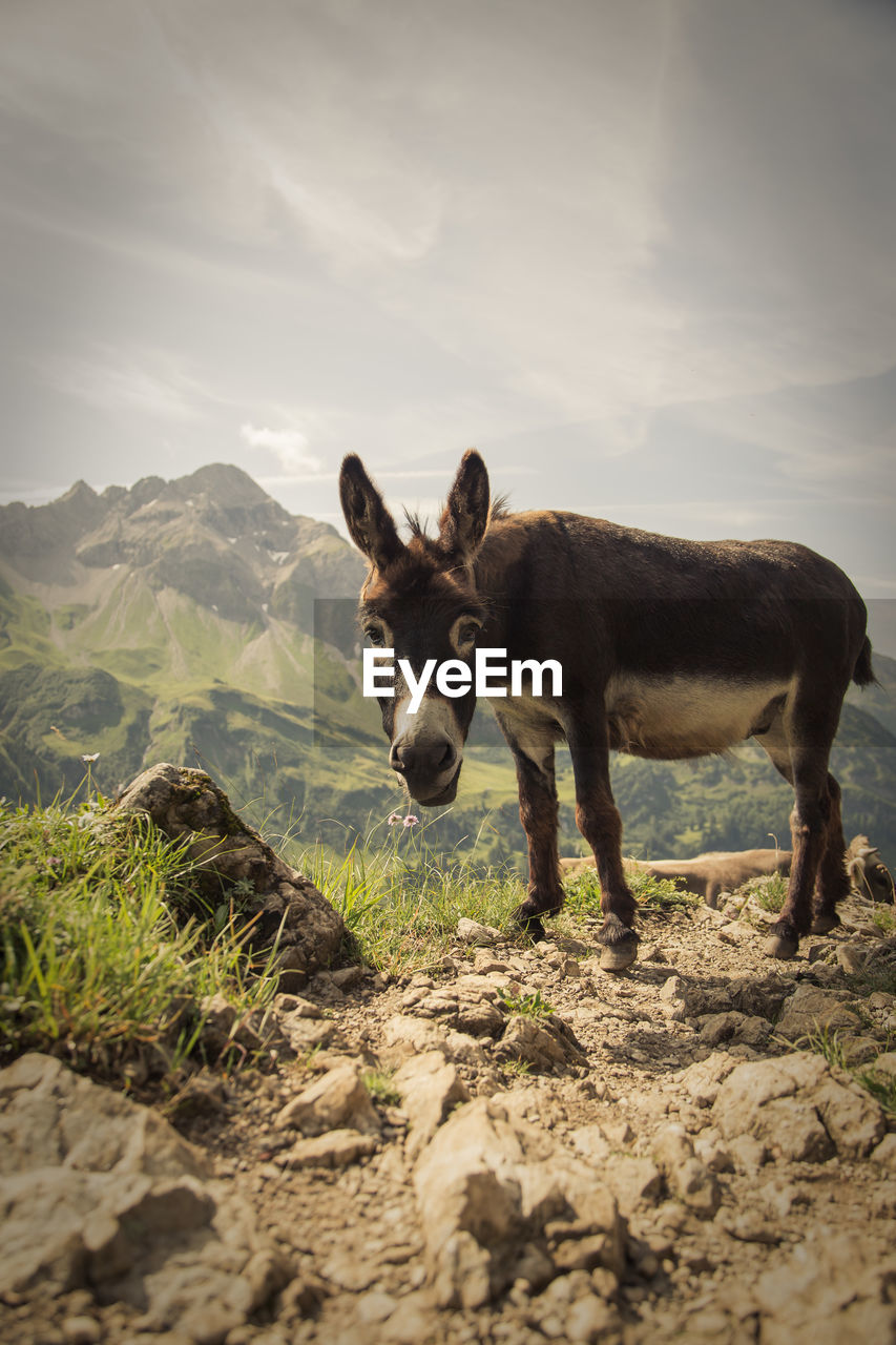 HORSES STANDING ON FIELD AGAINST MOUNTAIN