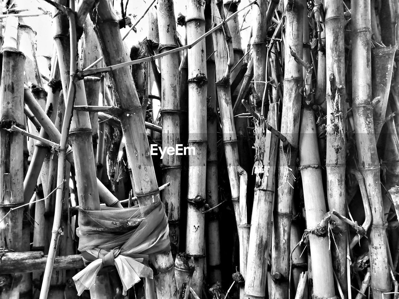 FULL FRAME SHOT OF BAMBOO TREES IN FOREST