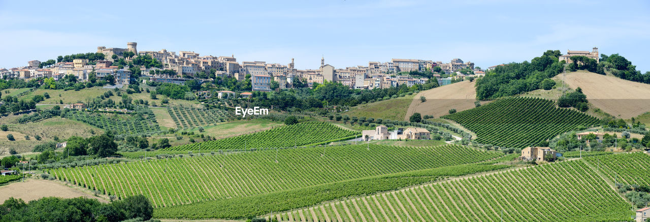 PANORAMIC SHOT OF AGRICULTURAL FIELD AGAINST BUILDINGS