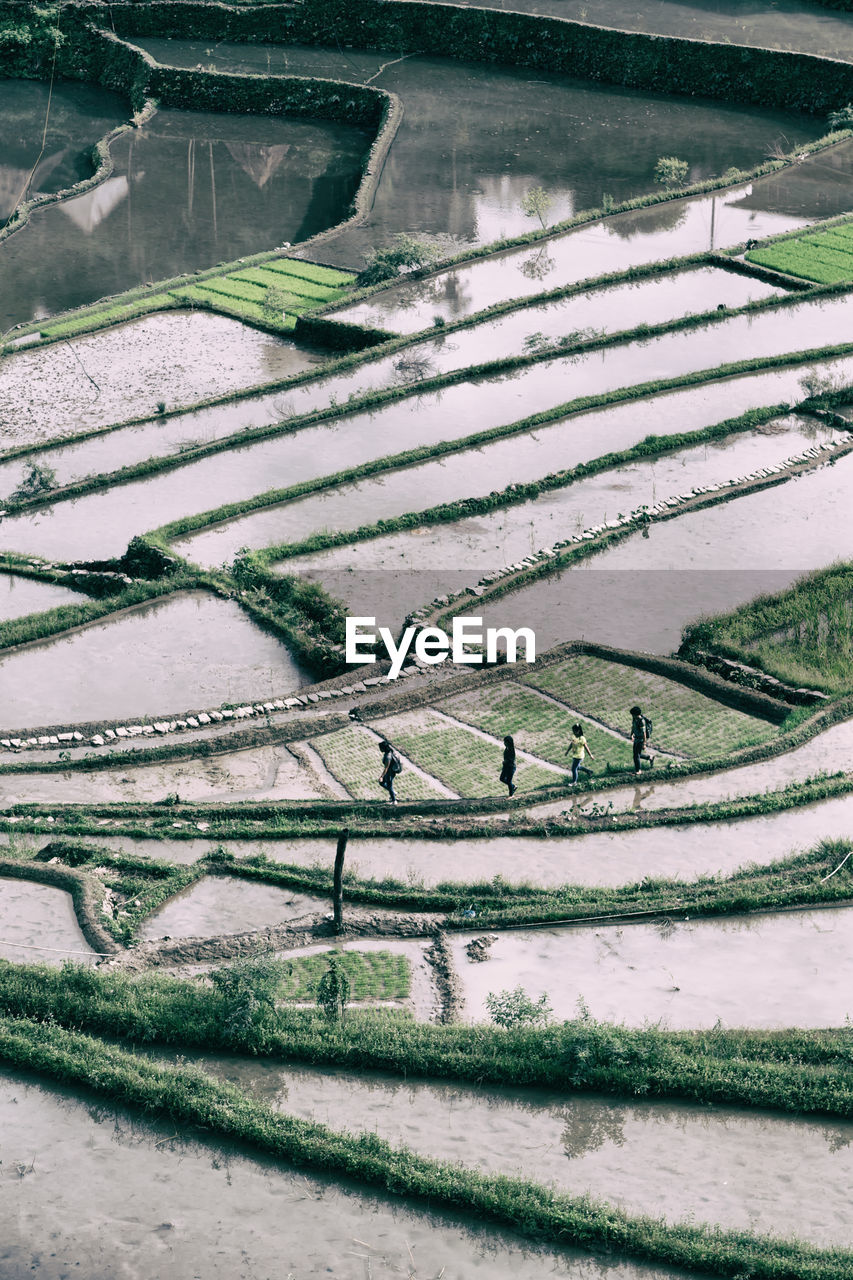 Scenic view of agricultural field