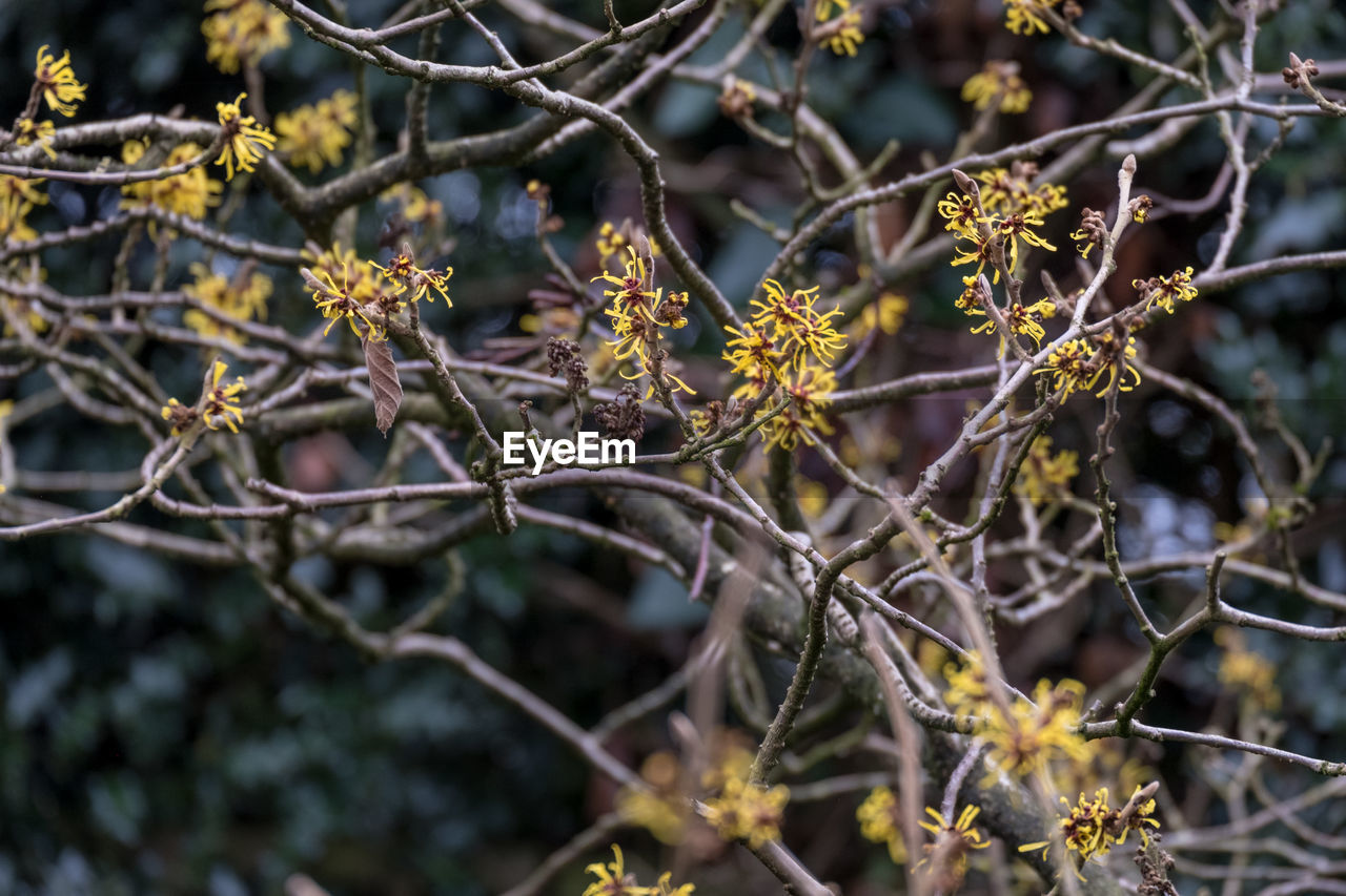 plant, tree, branch, flower, nature, no people, beauty in nature, focus on foreground, growth, shrub, outdoors, food, leaf, food and drink, blossom, autumn, day, fruit, close-up, flowering plant, plant part, spring, environment, tranquility, produce, macro photography, land, non-urban scene, forest, selective focus